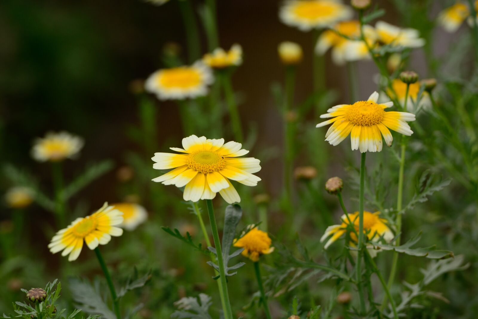 Nikon D7100 sample photo. Flower, background, garden photography