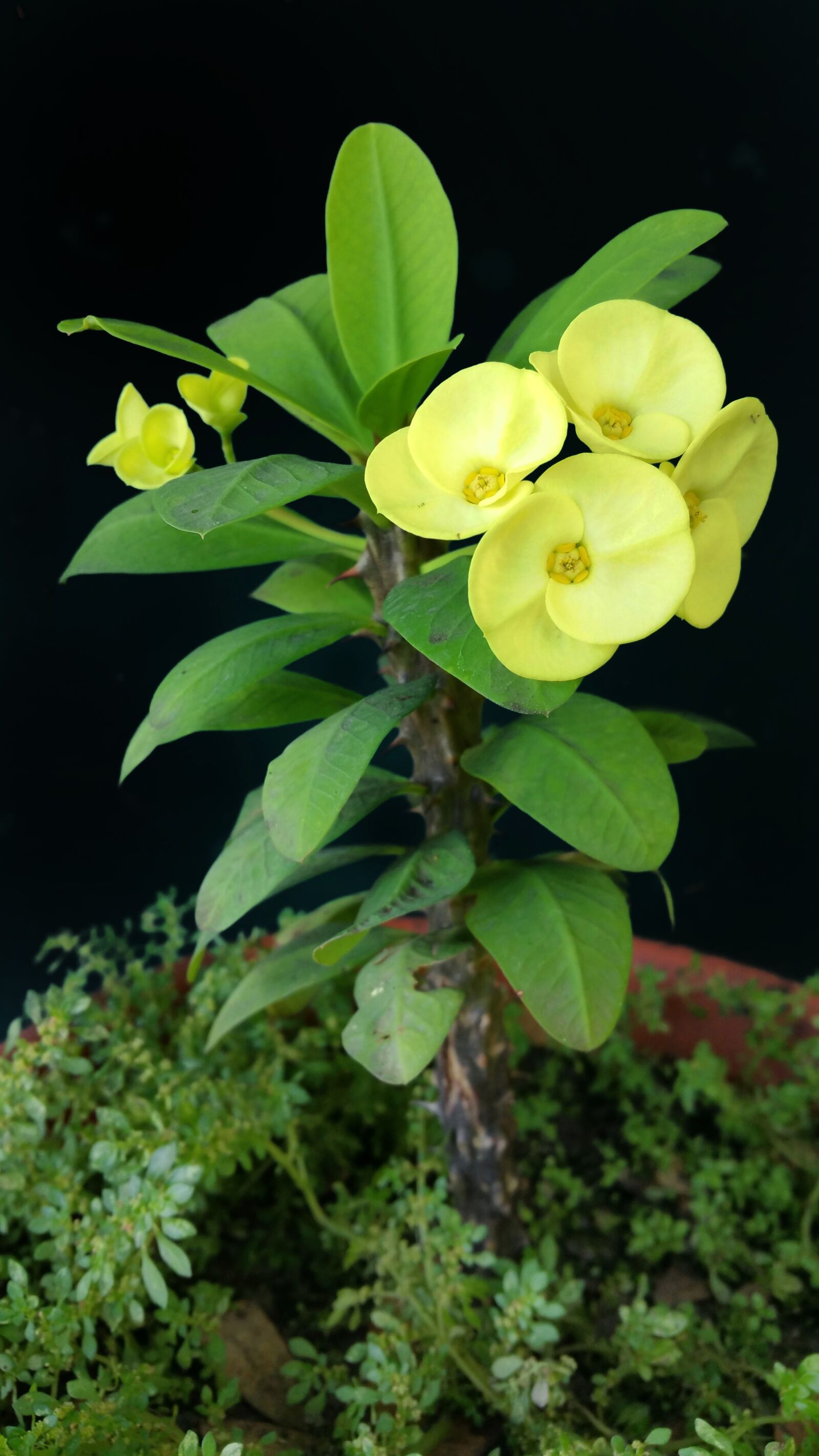 Samsung Galaxy Note4 sample photo. Flower, yellow, plant photography