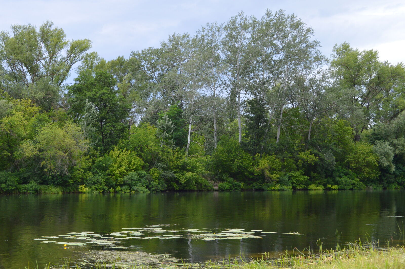 Nikon D3200 sample photo. Nuphar, river, riverside photography