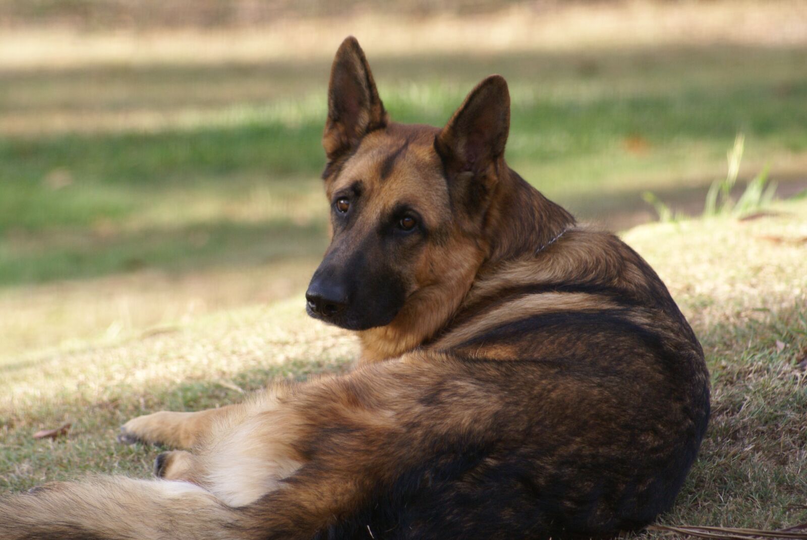 Sony Alpha DSLR-A100 sample photo. Dog, mammal, animal photography