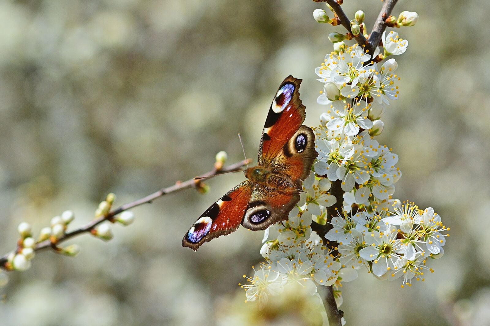 Nikon D5200 sample photo. Spring, butterfly, peacock butterfly photography
