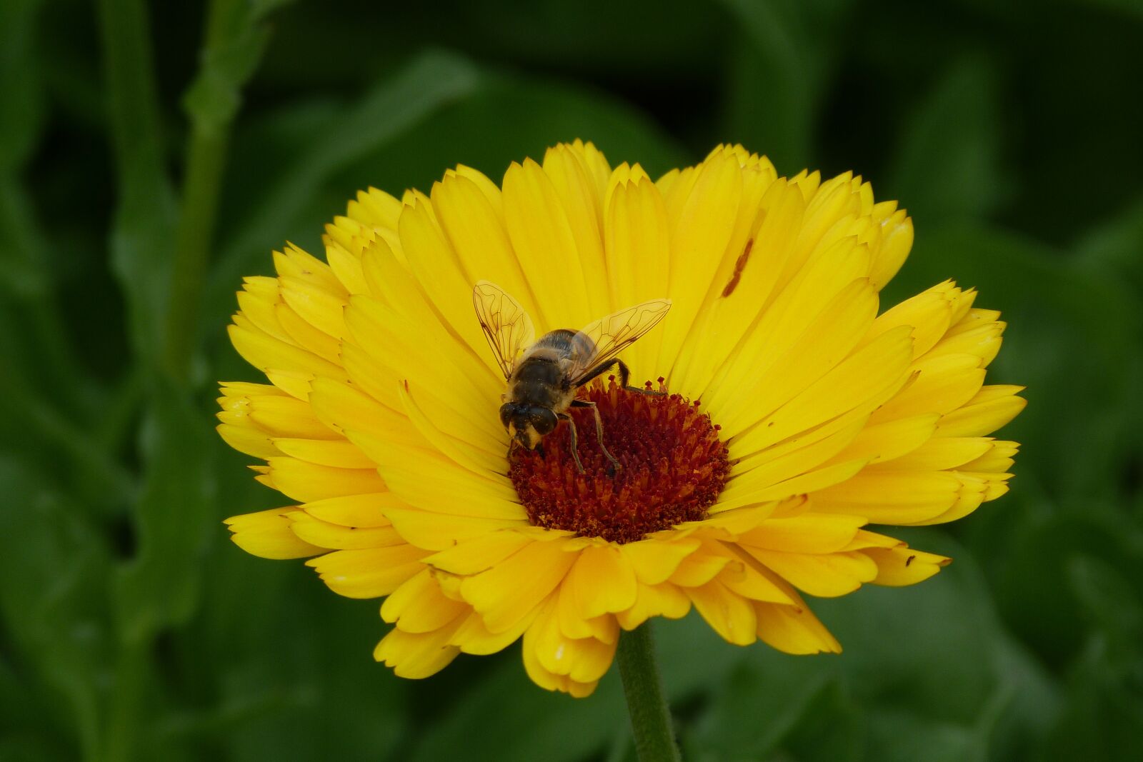 Panasonic Lumix DMC-FZ40 (Lumix DMC-FZ45) sample photo. Yellow, flower, hoverfly photography