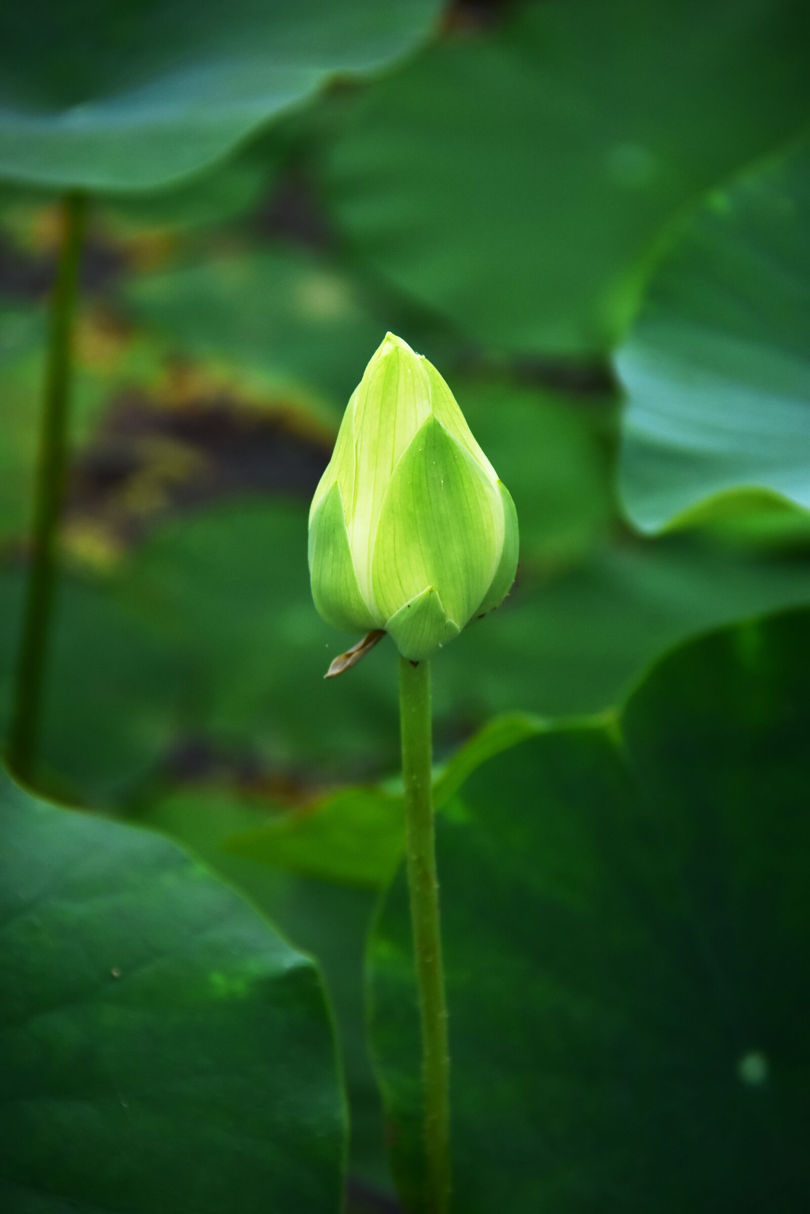Nikon D7200 sample photo. Golden lotus, blooming, flower photography
