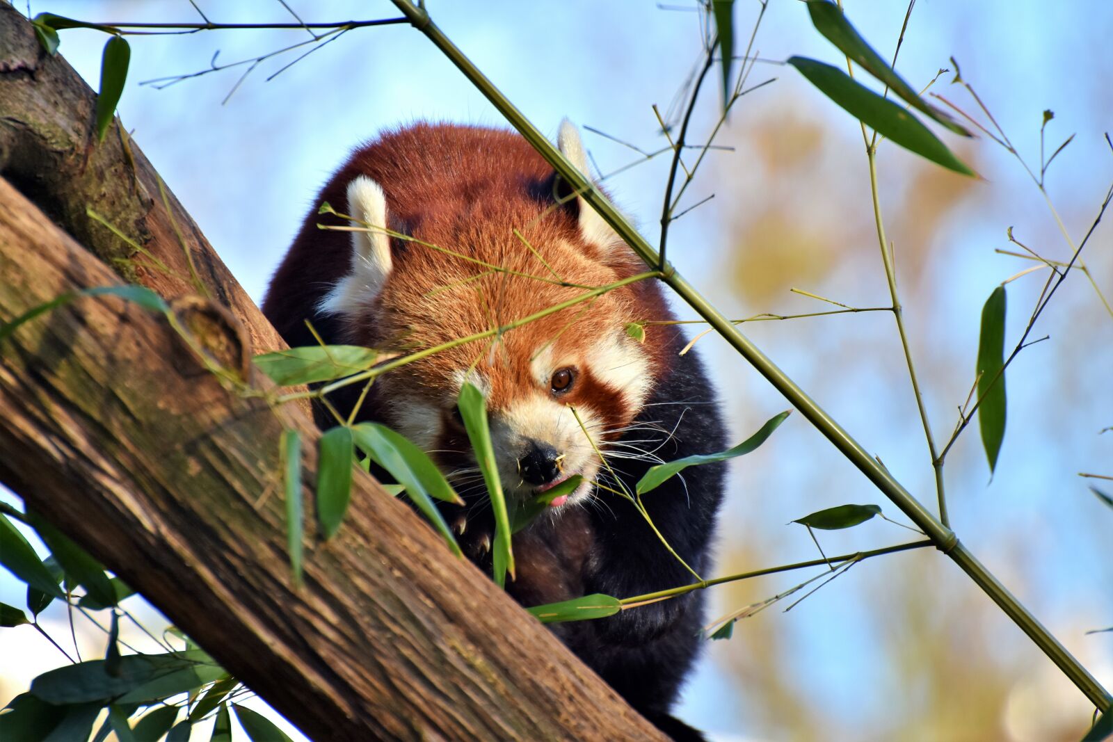 Nikon D7200 sample photo. Panda, brown panda, red photography