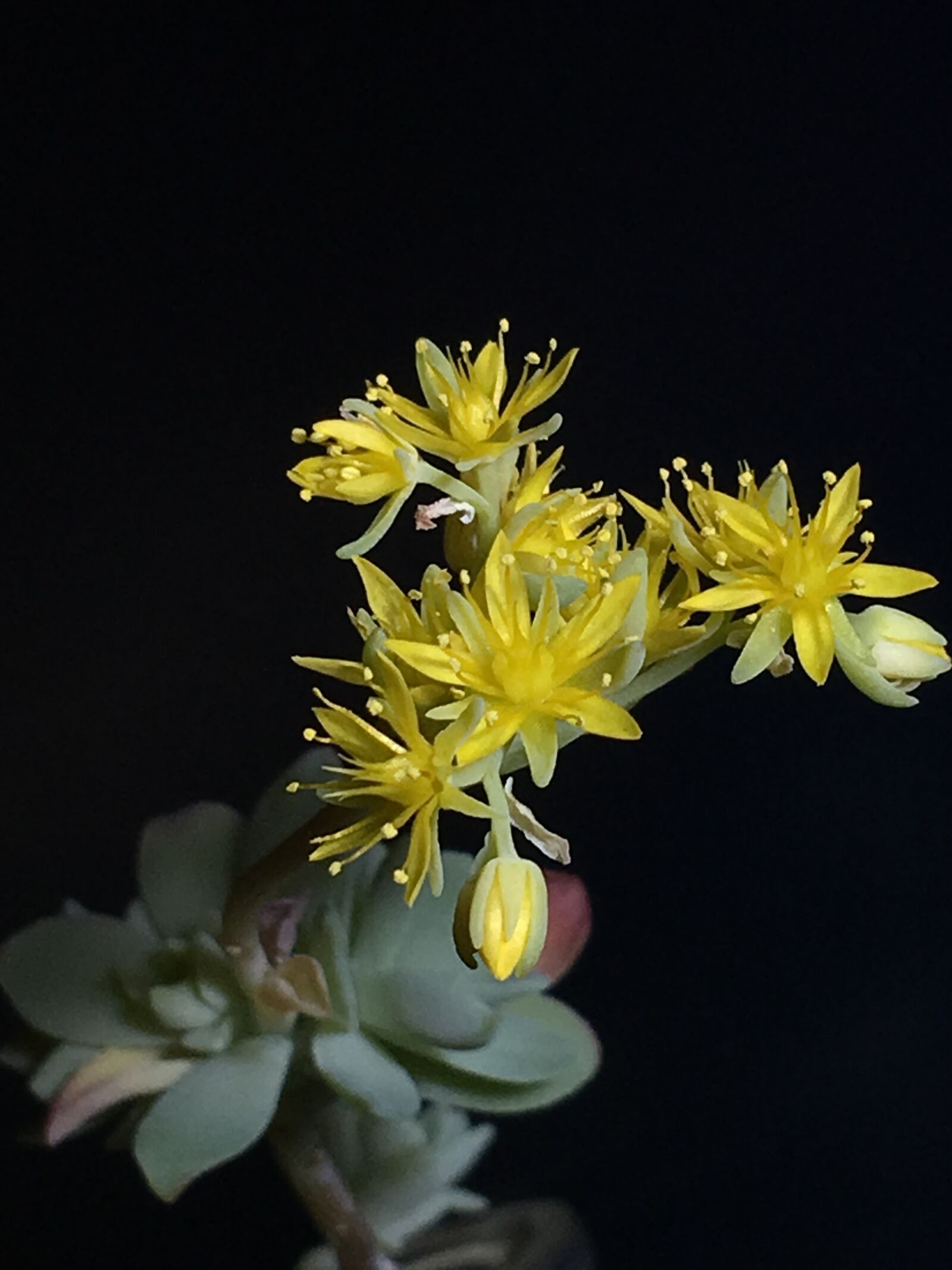 iPhone 6s Plus back camera 4.15mm f/2.2 sample photo. Succulent, yellow flower, small photography