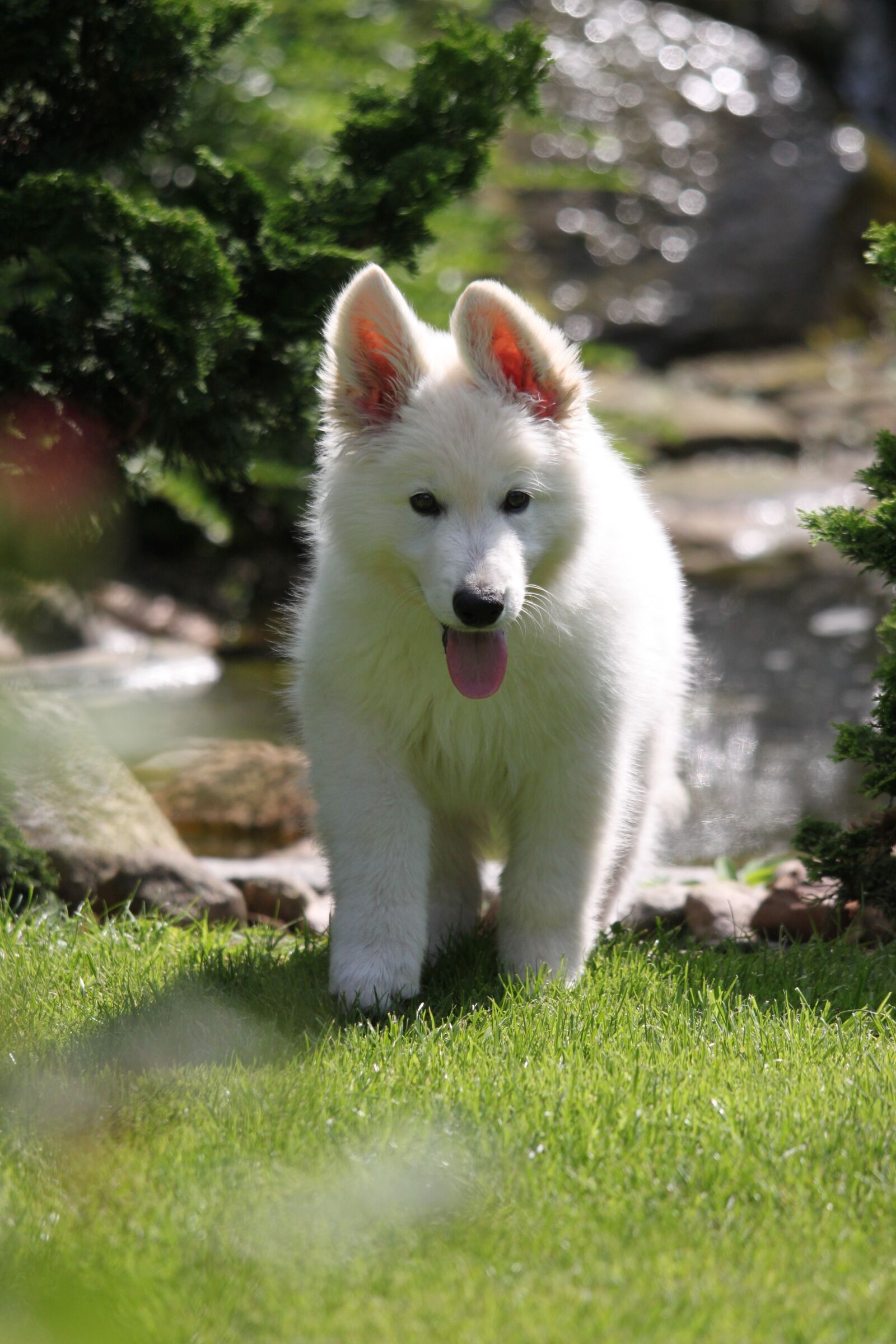 Canon EOS 500D (EOS Rebel T1i / EOS Kiss X3) sample photo. Dog, puppy, white swiss photography