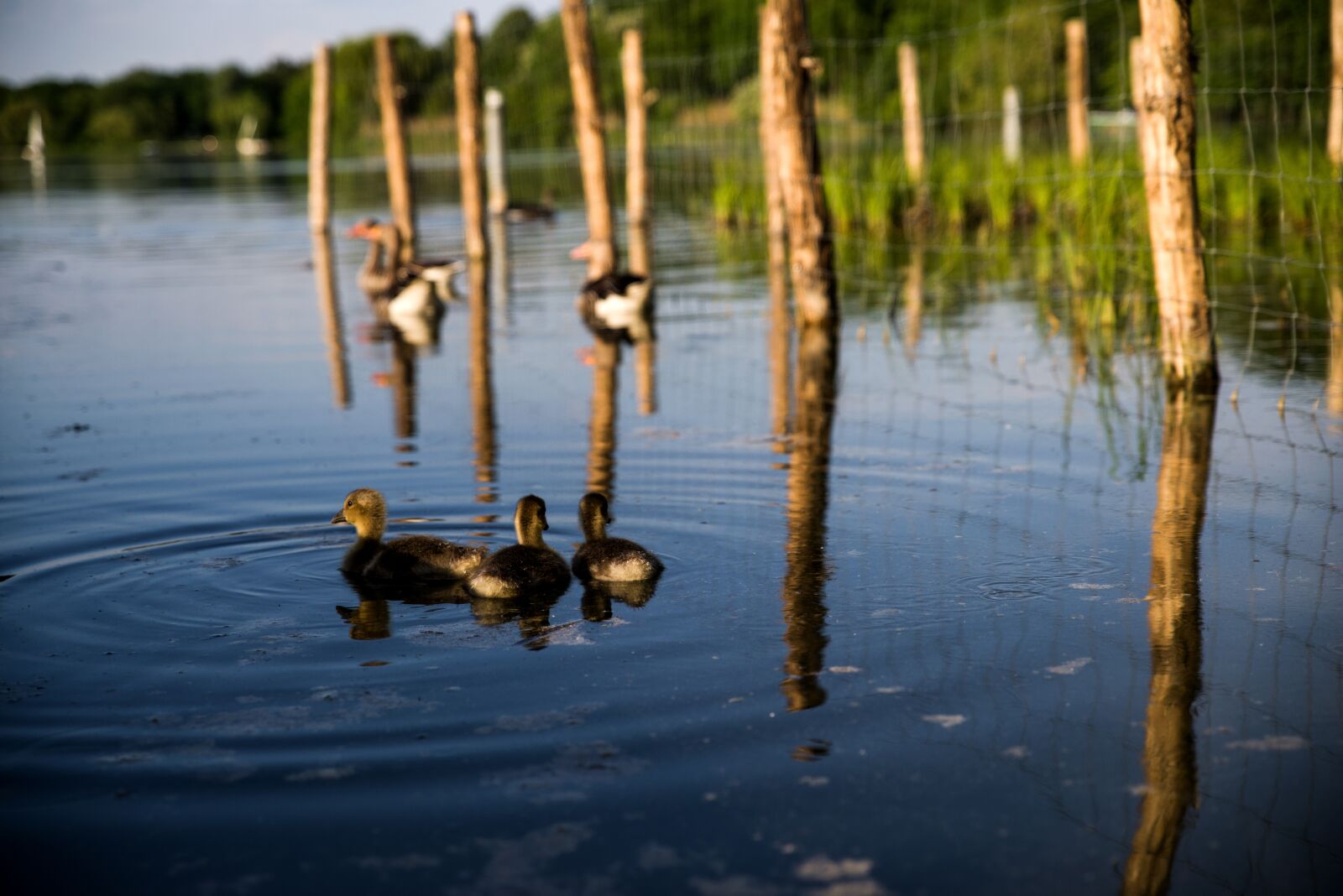 Pentax K-1 Mark II sample photo. Ducks, pond, stuttgart photography