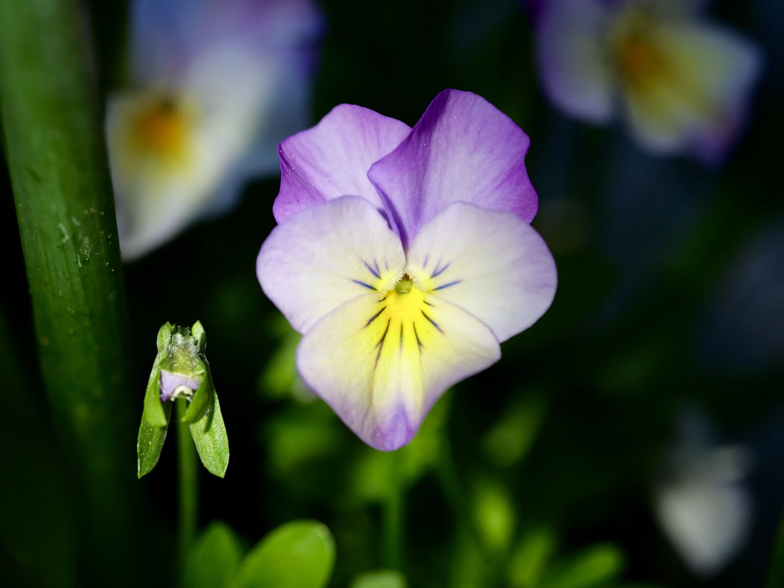 Panasonic Lumix DC-G9 sample photo. Blossom, bloom, spring photography