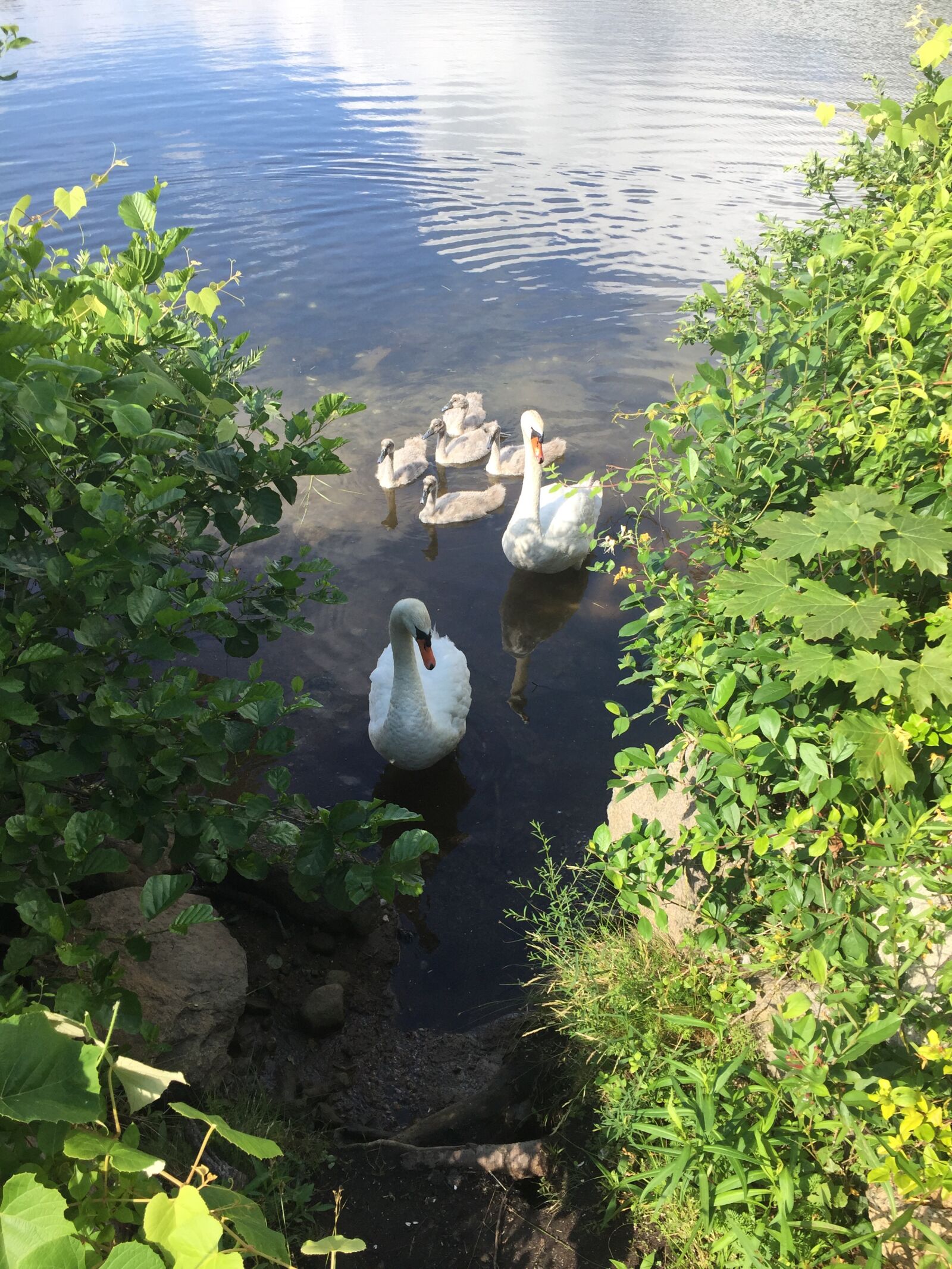iPhone 6 back camera 4.15mm f/2.2 sample photo. Swan, cygnet, pond photography