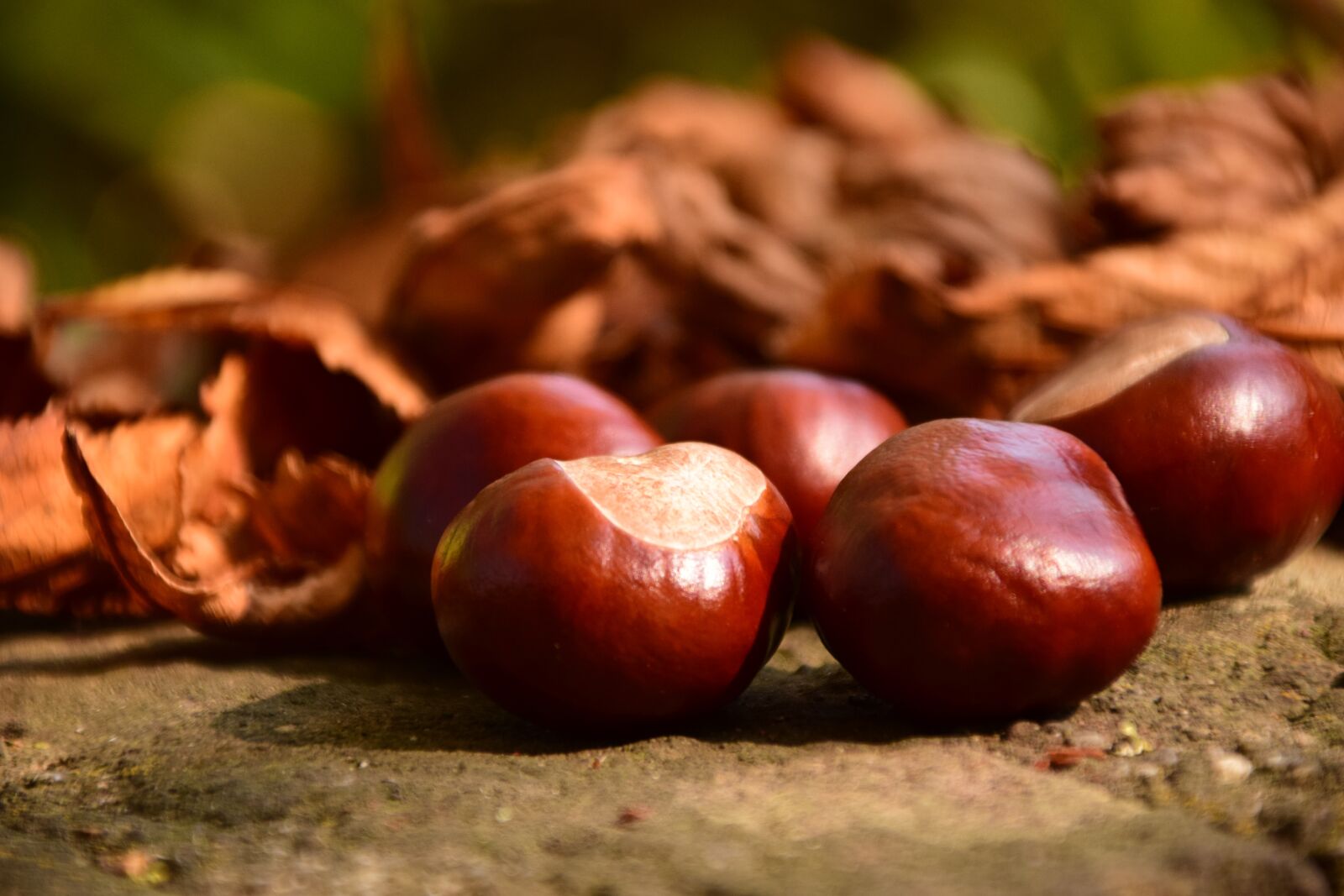 Nikon D3300 sample photo. Chestnut, close up, buckeye photography