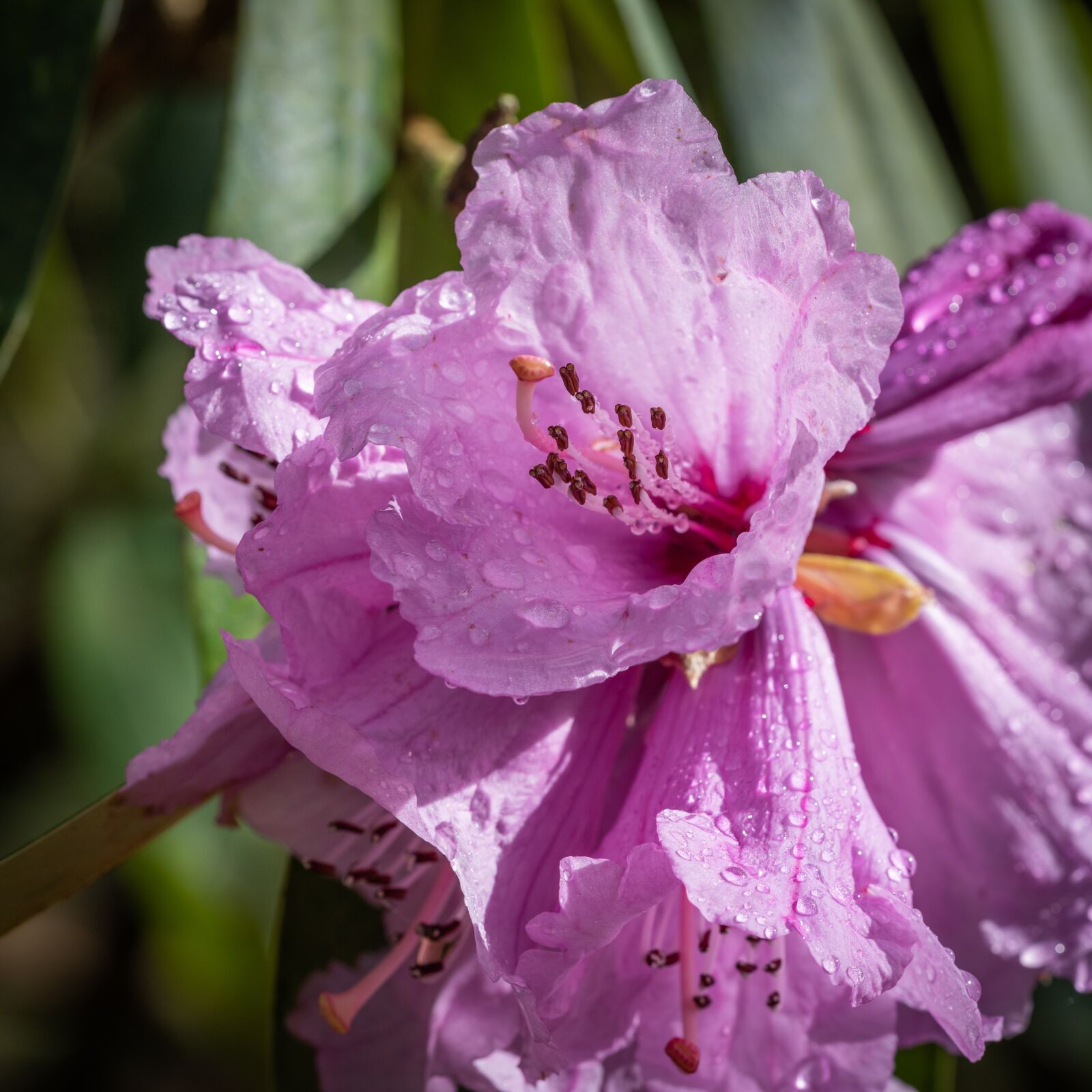 Nikon D810 sample photo. Flower, petals, lilac photography