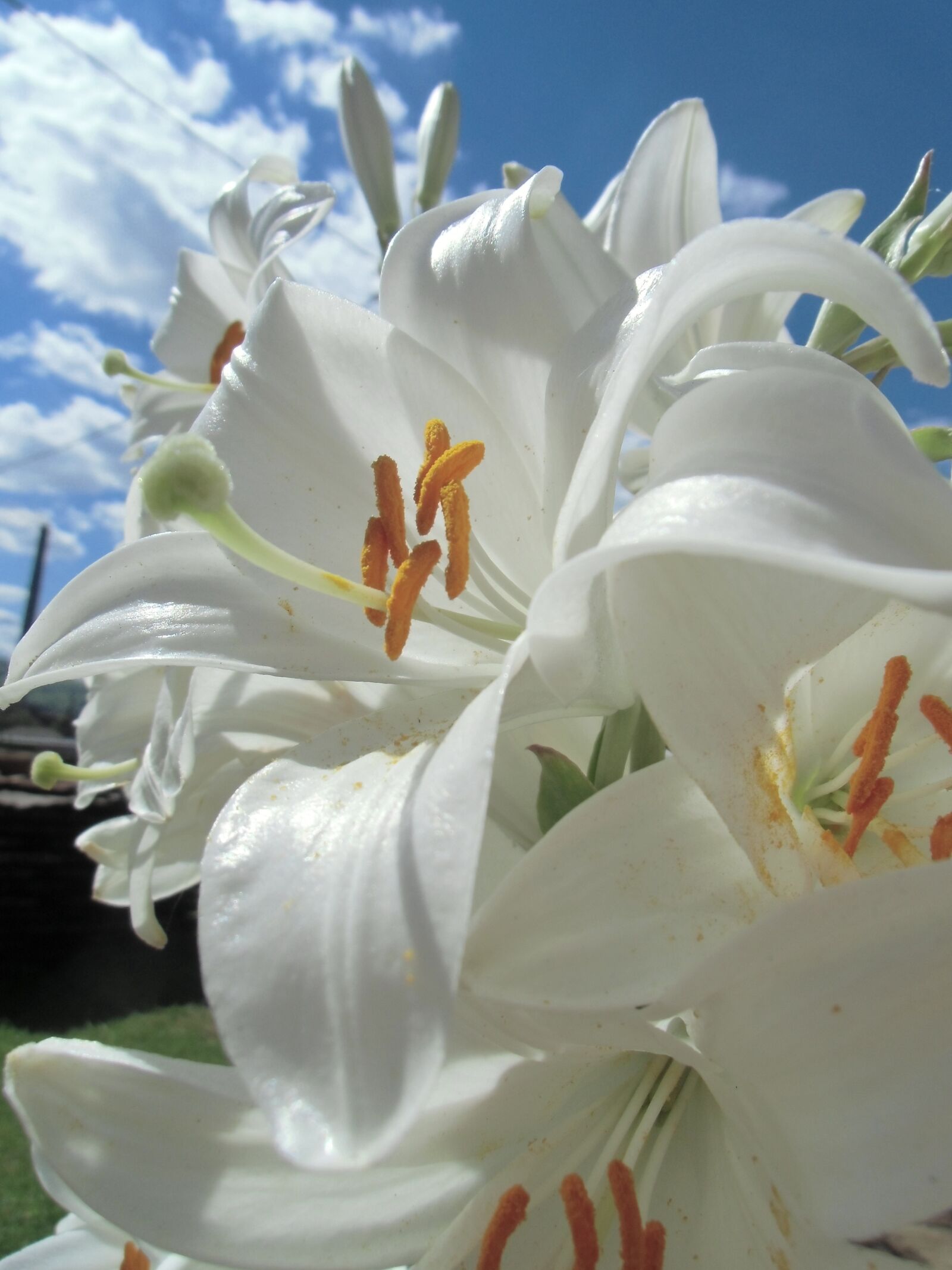 CASIO EX-ZS150 sample photo. Beautifull, lilies, nature photography