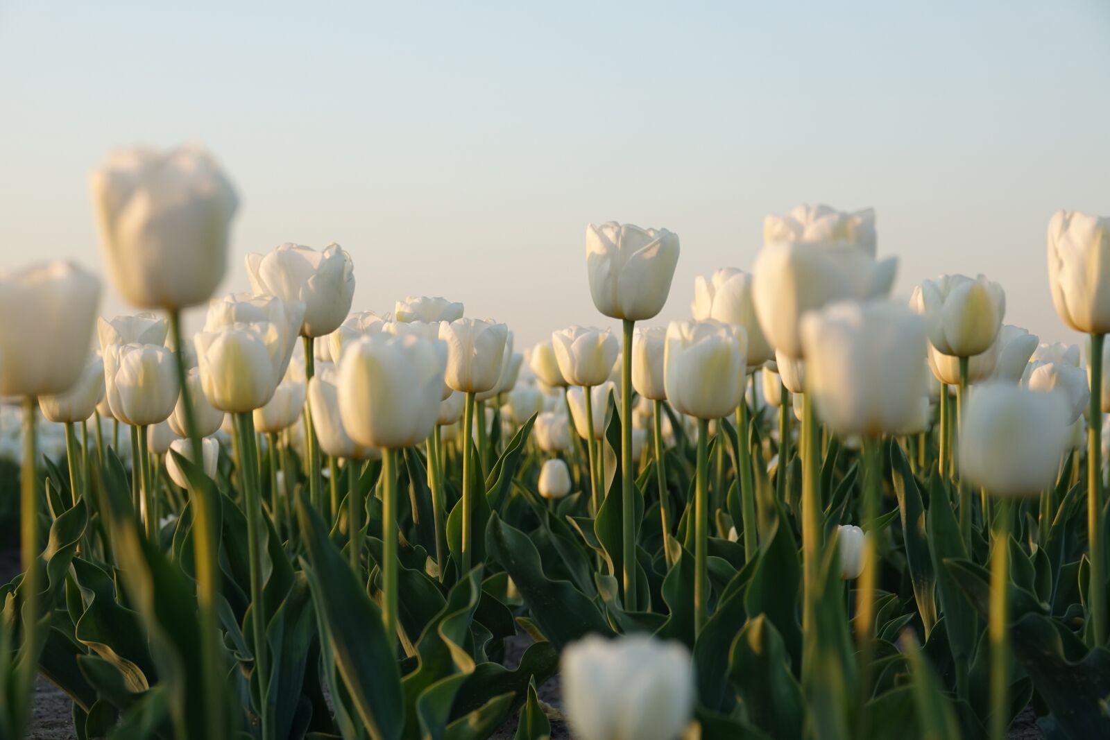 Sony Cyber-shot DSC-RX10 III sample photo. Tulips, tulip field, white photography