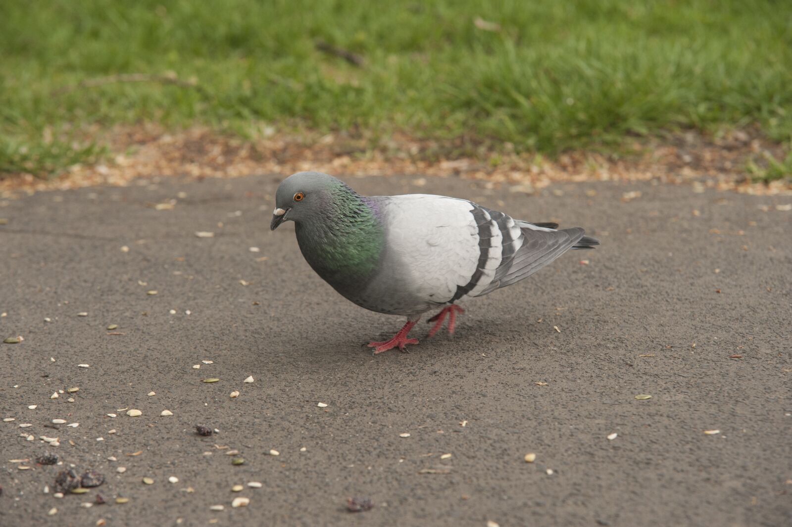 Nikon D700 sample photo. Pigeon, park, birds photography