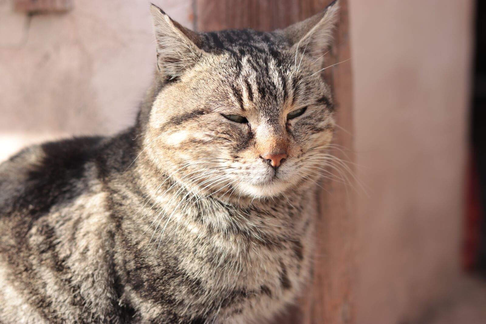 Canon EOS 80D + Canon EF 50mm F1.8 STM sample photo. Cute, animal, cat photography