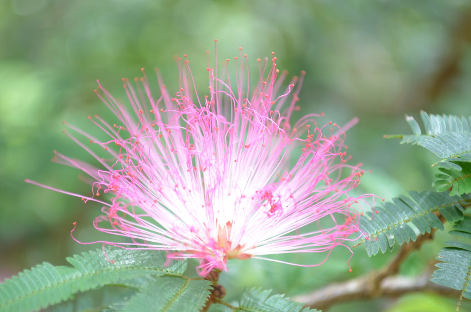 Nikon D5100 sample photo. Flower, garden, ooty, pink photography