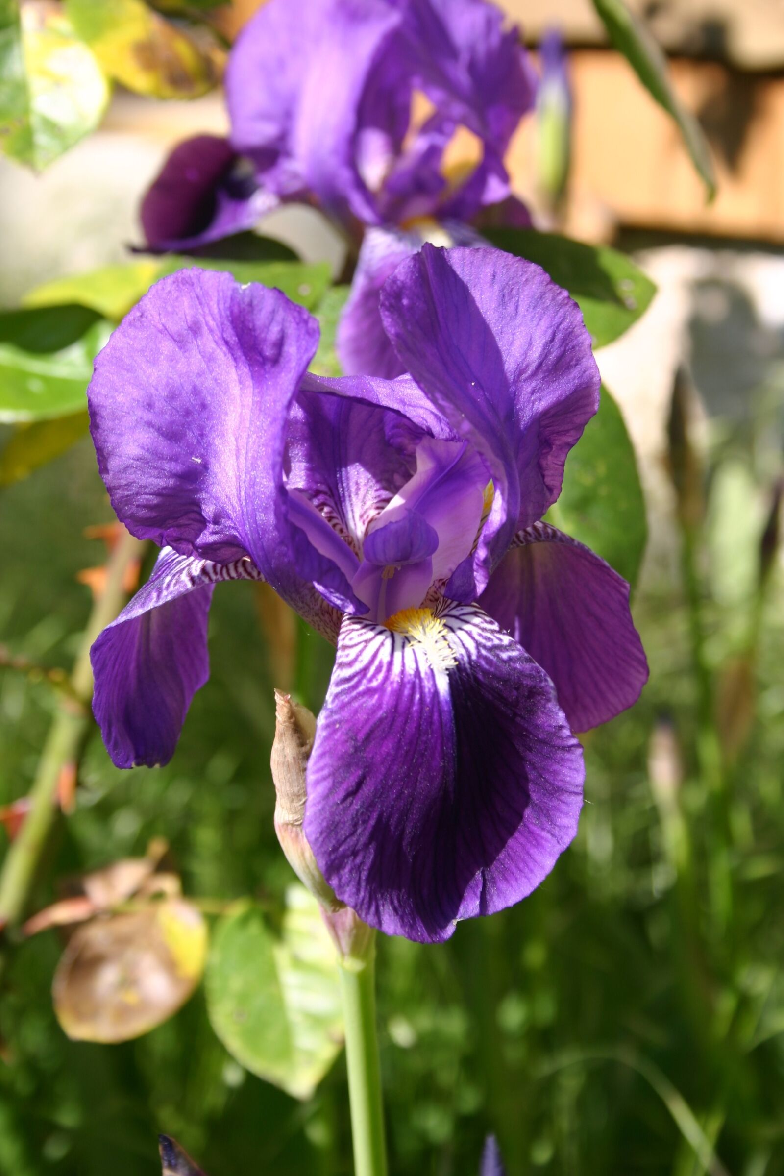 Canon EOS 300D (EOS Digital Rebel / EOS Kiss Digital) sample photo. Iris, flower, garden photography