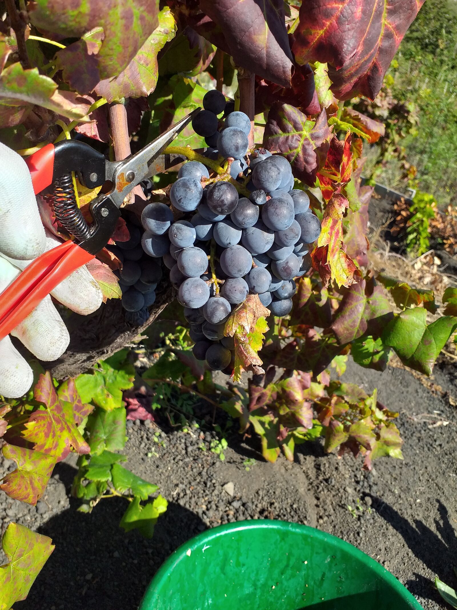 Samsung Galaxy J4+ sample photo. Grapes, vintage, collection photography