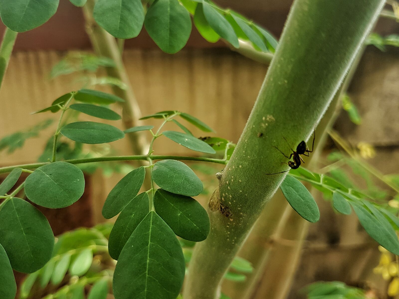 Samsung Galaxy S7 sample photo. Greenery, ant, plant photography