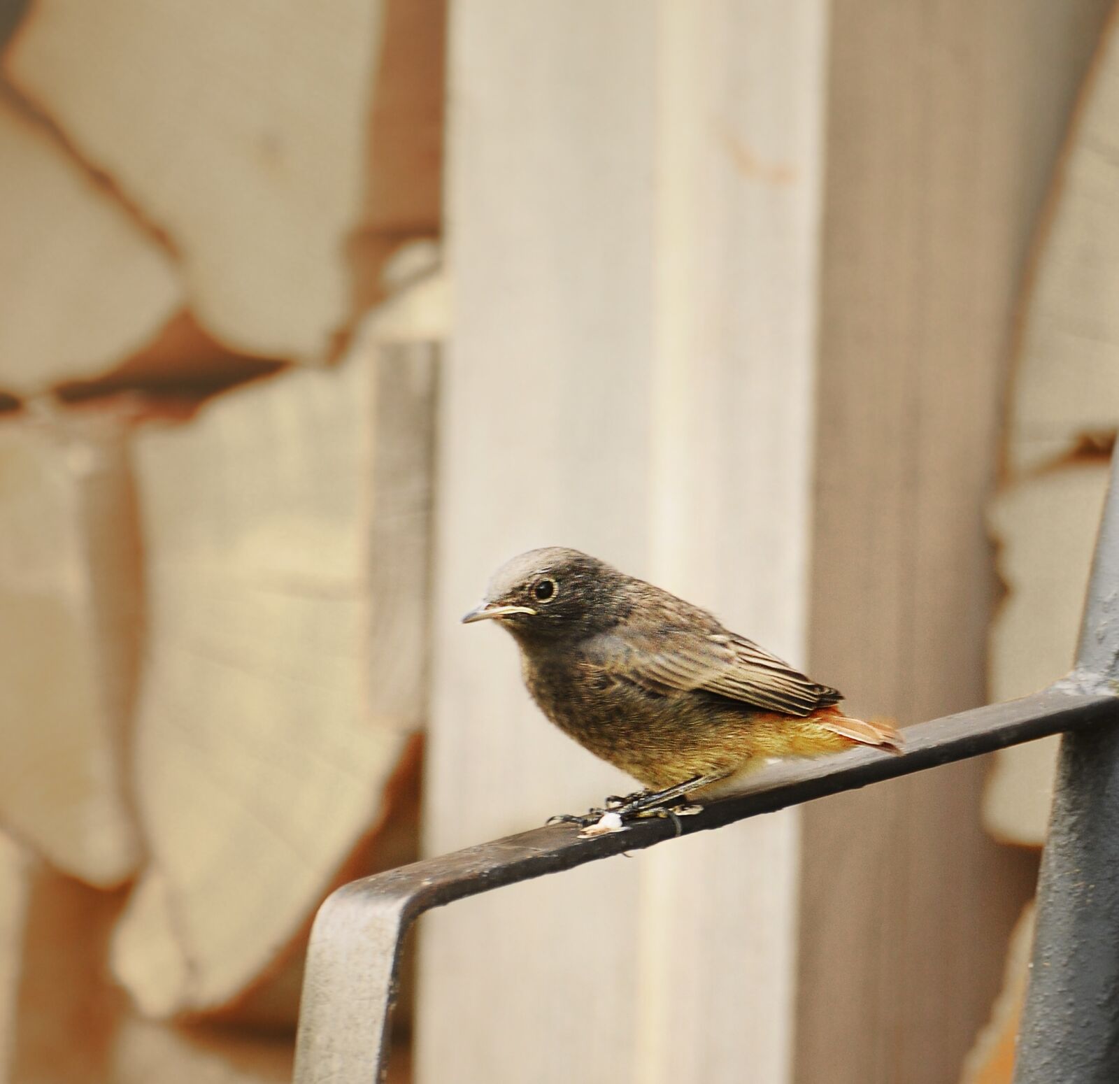 Nikon D300 sample photo. Bird, redstart, winged photography