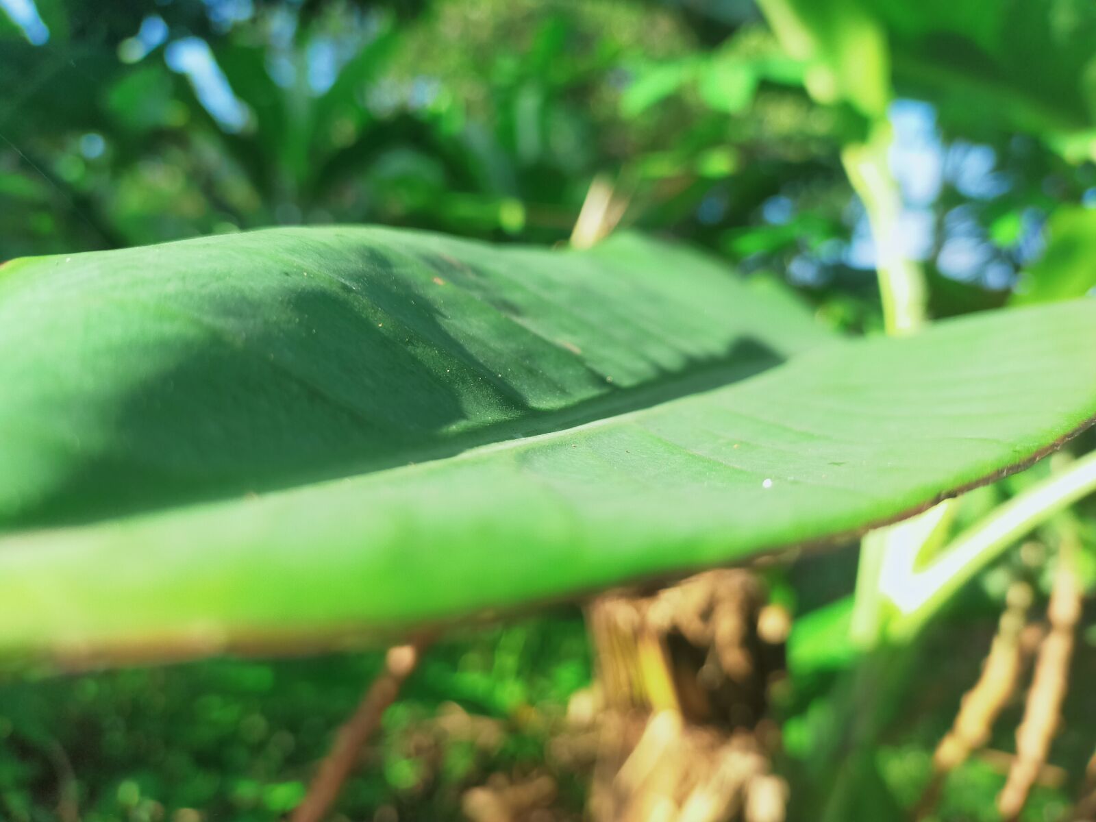 OPPO A9 2020 sample photo. Leaf, garden, green photography