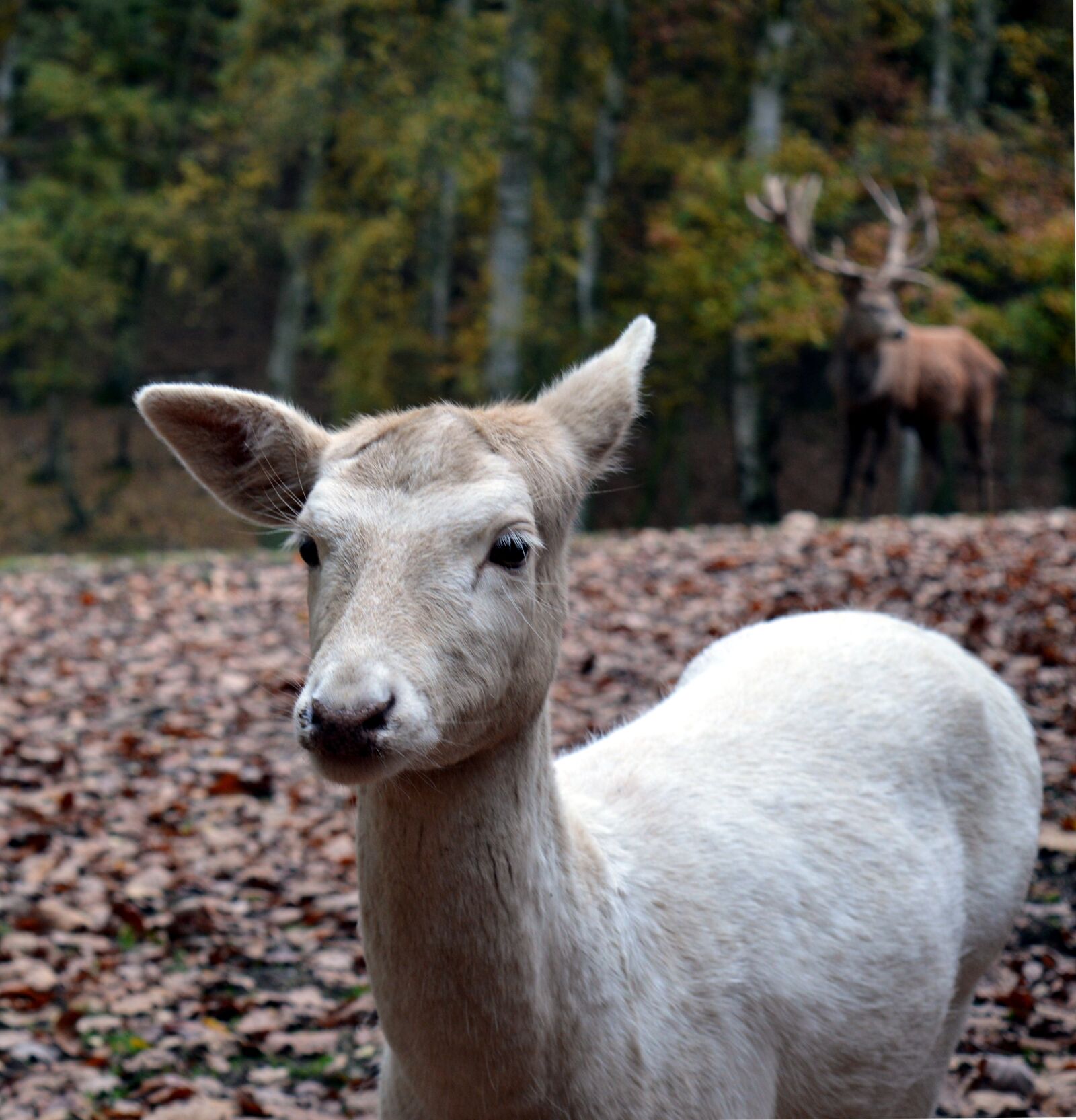 Nikon D3200 sample photo. Roe deer, wild, scheu photography