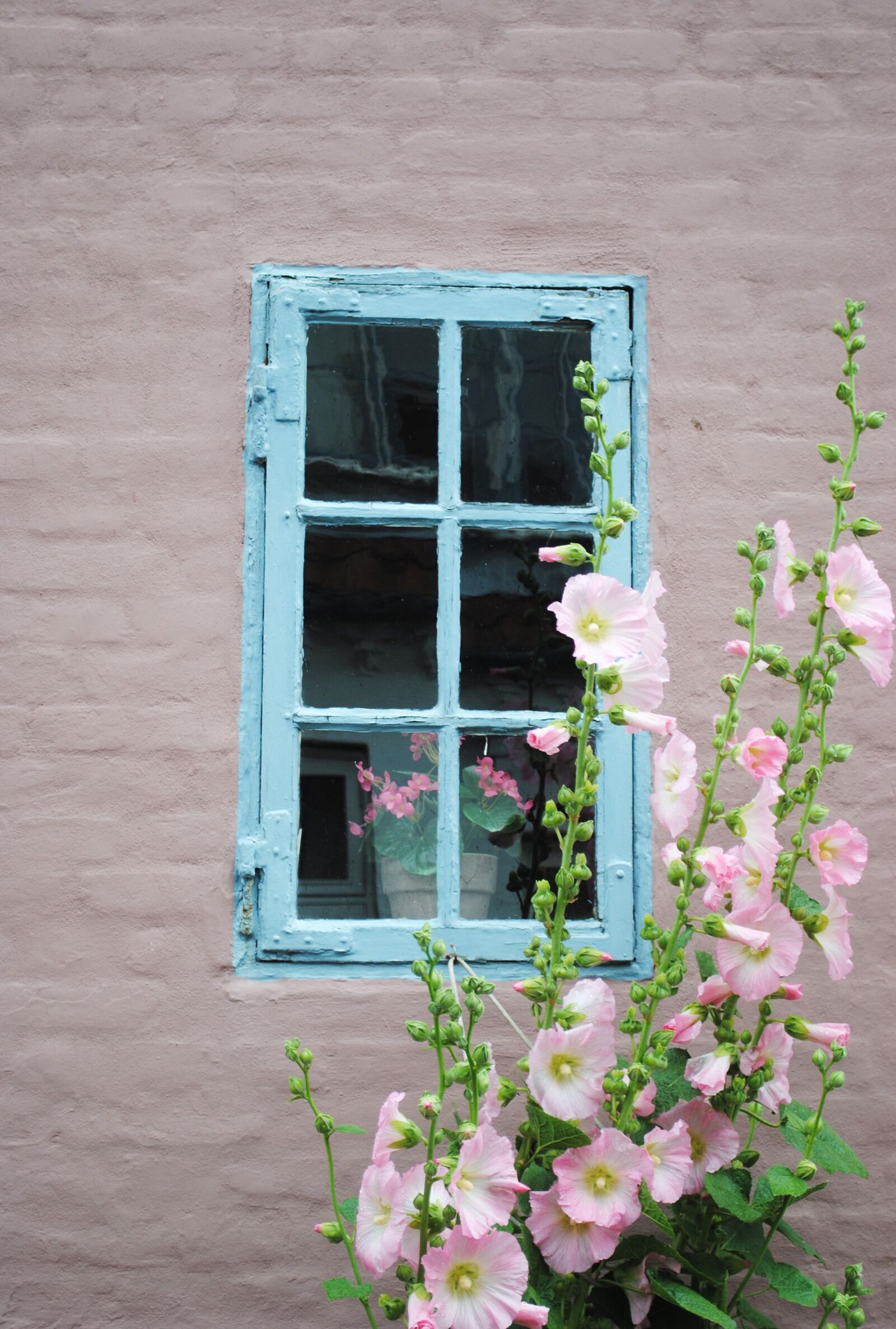 Nikon D3000 sample photo. Window, flower, denmark photography