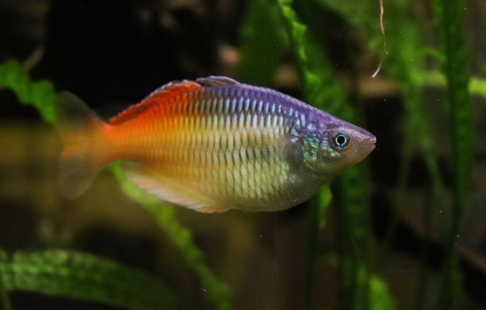 Canon EOS 77D (EOS 9000D / EOS 770D) sample photo. Freshwater, fish, colorful photography