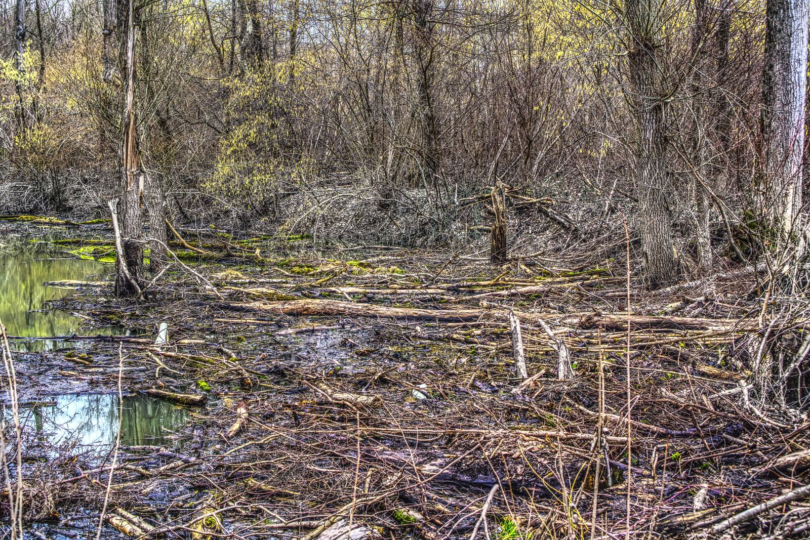 Sony a6000 + Sony E 35mm F1.8 OSS sample photo. Devastation, high water, force photography