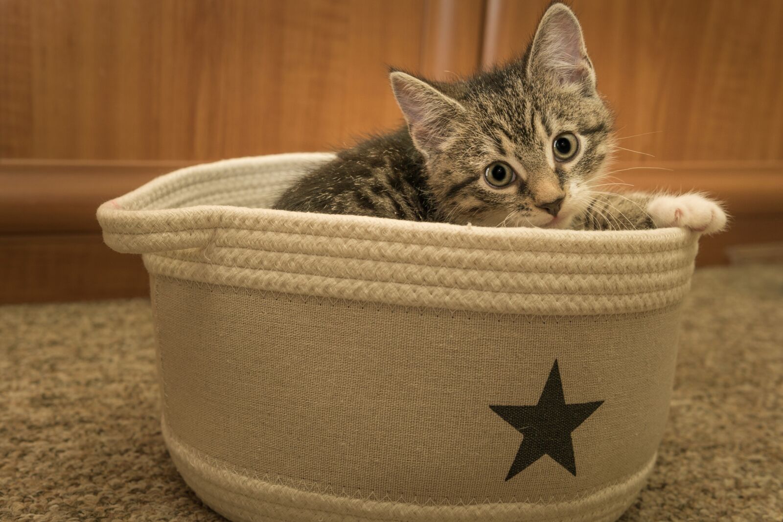 30mm F1.4 DC DN | Contemporary 016 sample photo. Cat, small, mackerel photography