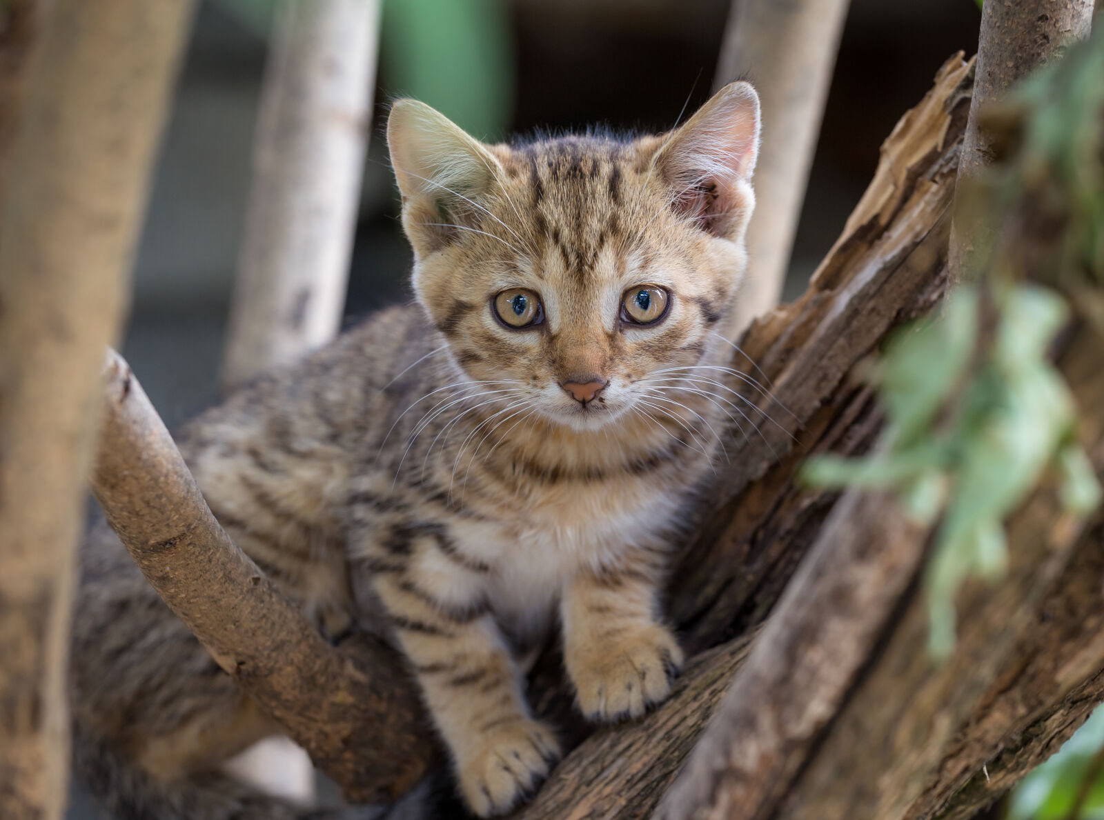 Canon EF 70-200mm F4L USM sample photo. Brown, tabby, kitten, on photography