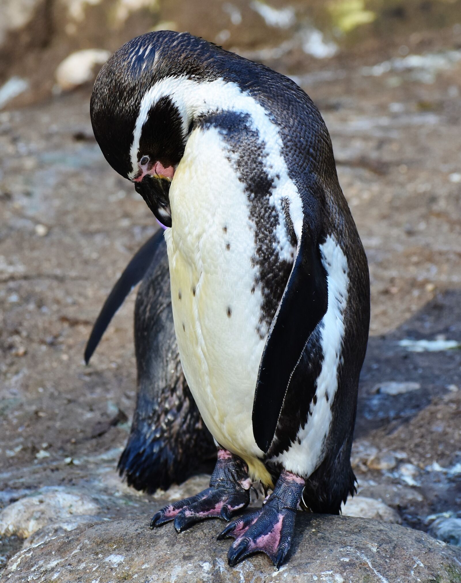 Nikon D7200 sample photo. Penguin, bird, water bird photography