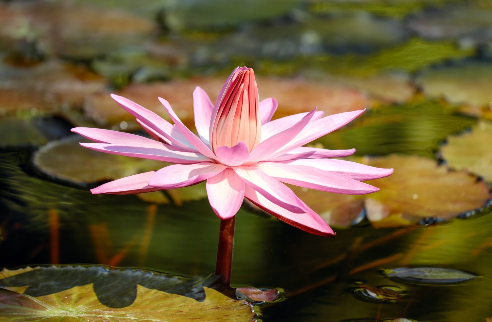 Fujifilm X-T10 + Fujifilm XC 50-230mm F4.5-6.7 OIS sample photo. Water lily, flower, aquatic photography