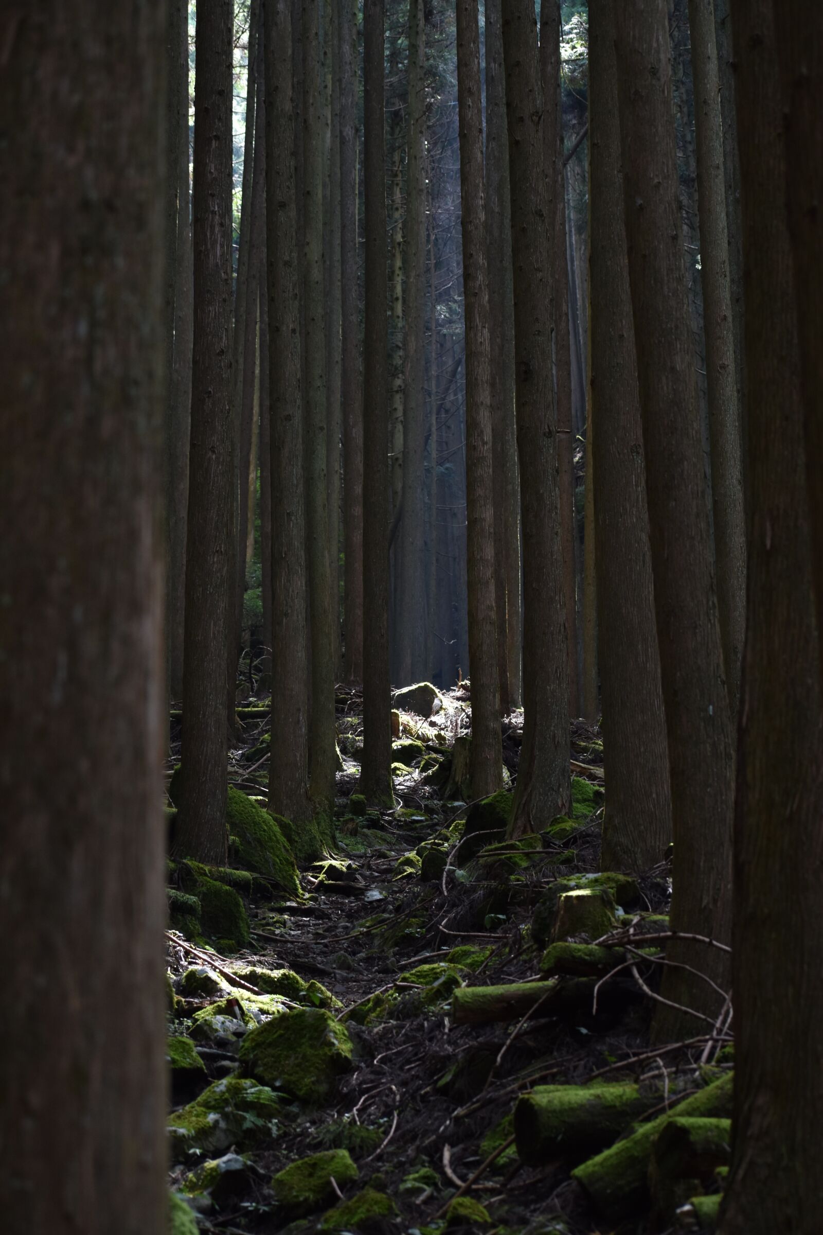 Nikon D3400 sample photo. Tree, wood, nature photography