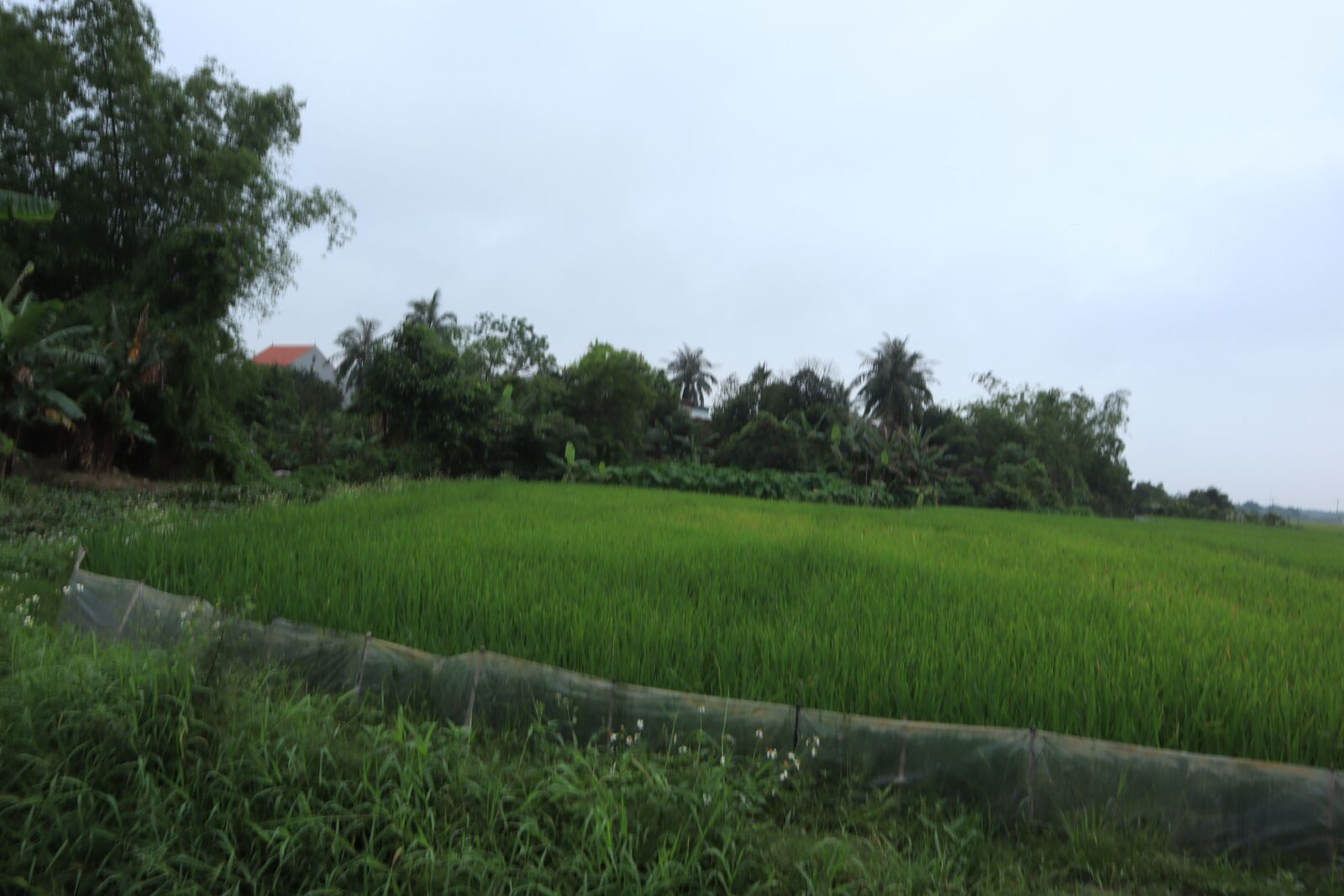 Canon EOS M50 (EOS Kiss M) sample photo. Paddy field, silk, rice photography