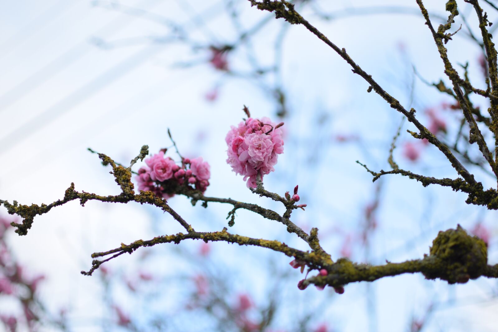 Nikon D3300 sample photo. Flower, peach, branch photography