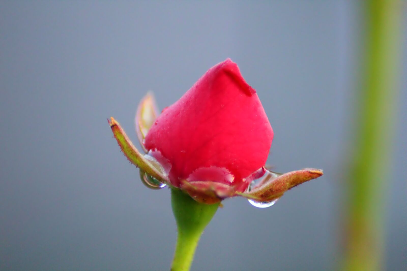 Canon EOS 1200D (EOS Rebel T5 / EOS Kiss X70 / EOS Hi) sample photo. Rosa, drop, nature photography