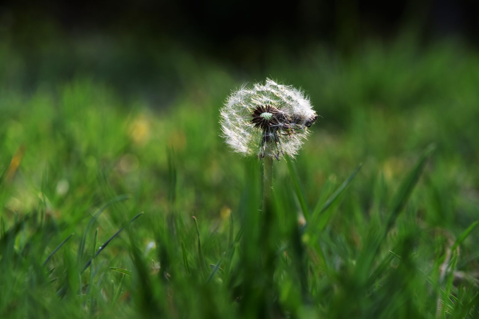 Nikon D810 sample photo. Dandelion, light and shadow photography