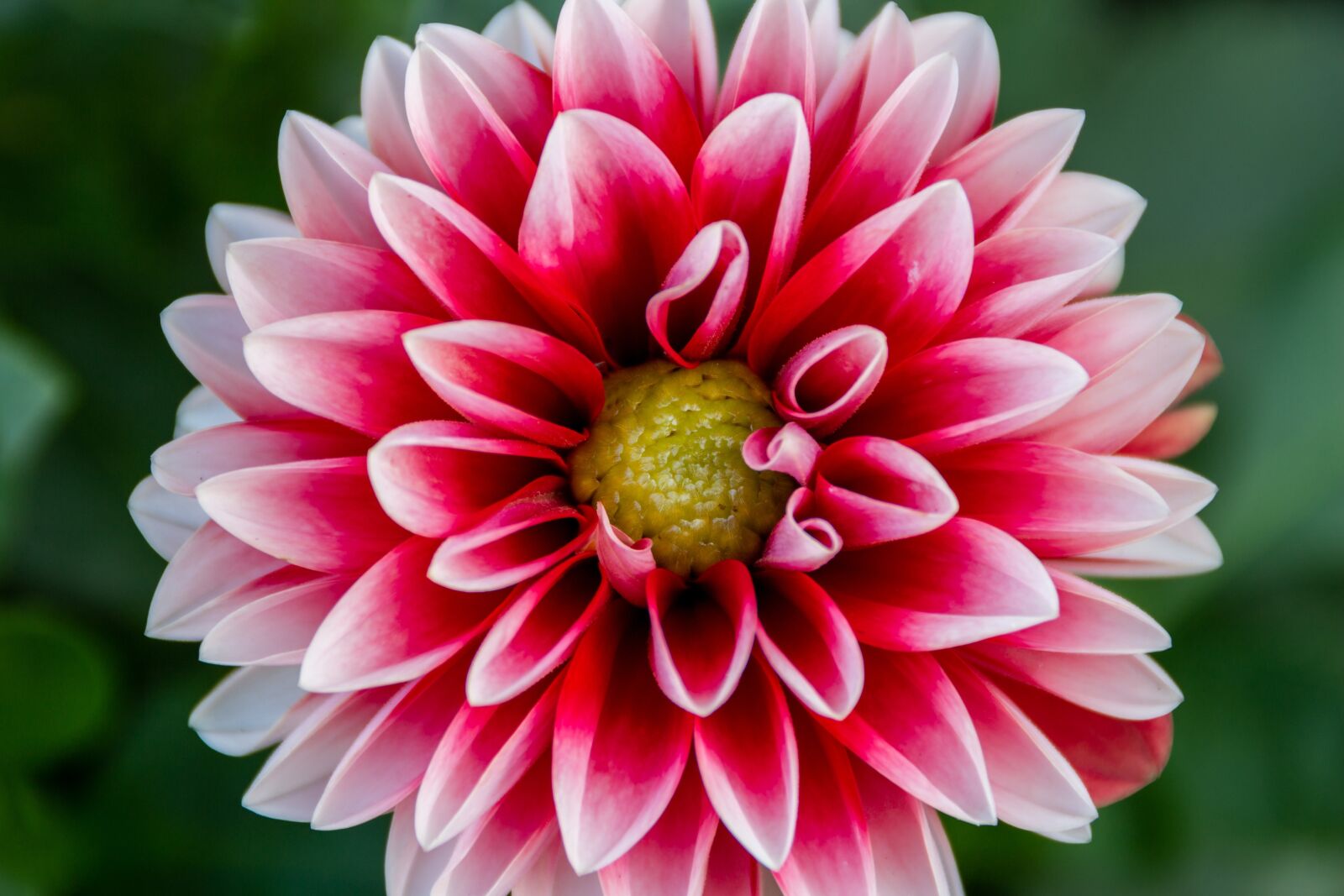 Canon EOS 100D (EOS Rebel SL1 / EOS Kiss X7) sample photo. Dalia, flower, dahlias photography