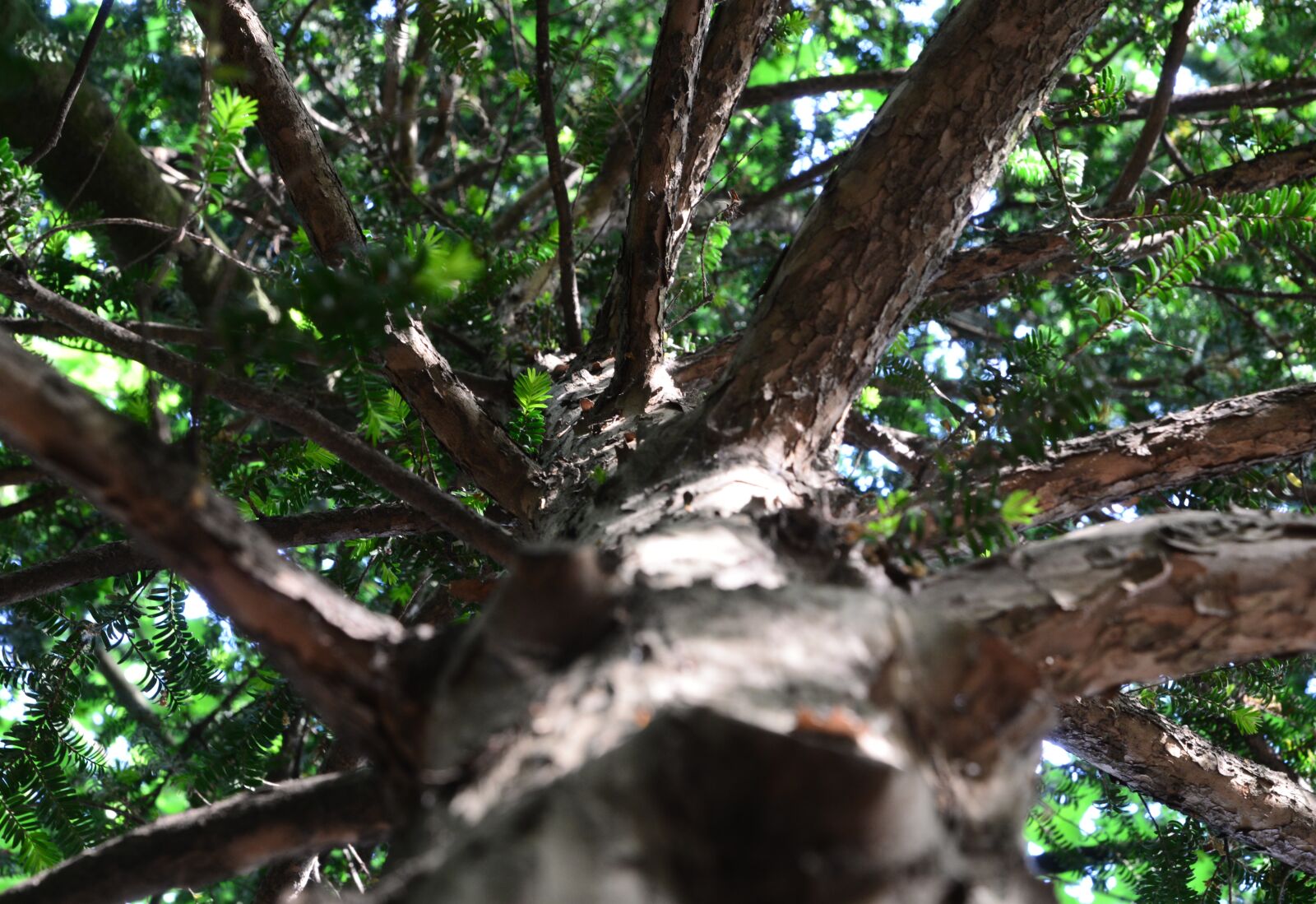 Nikon D610 sample photo. Conifer, aesthetic, branching out photography