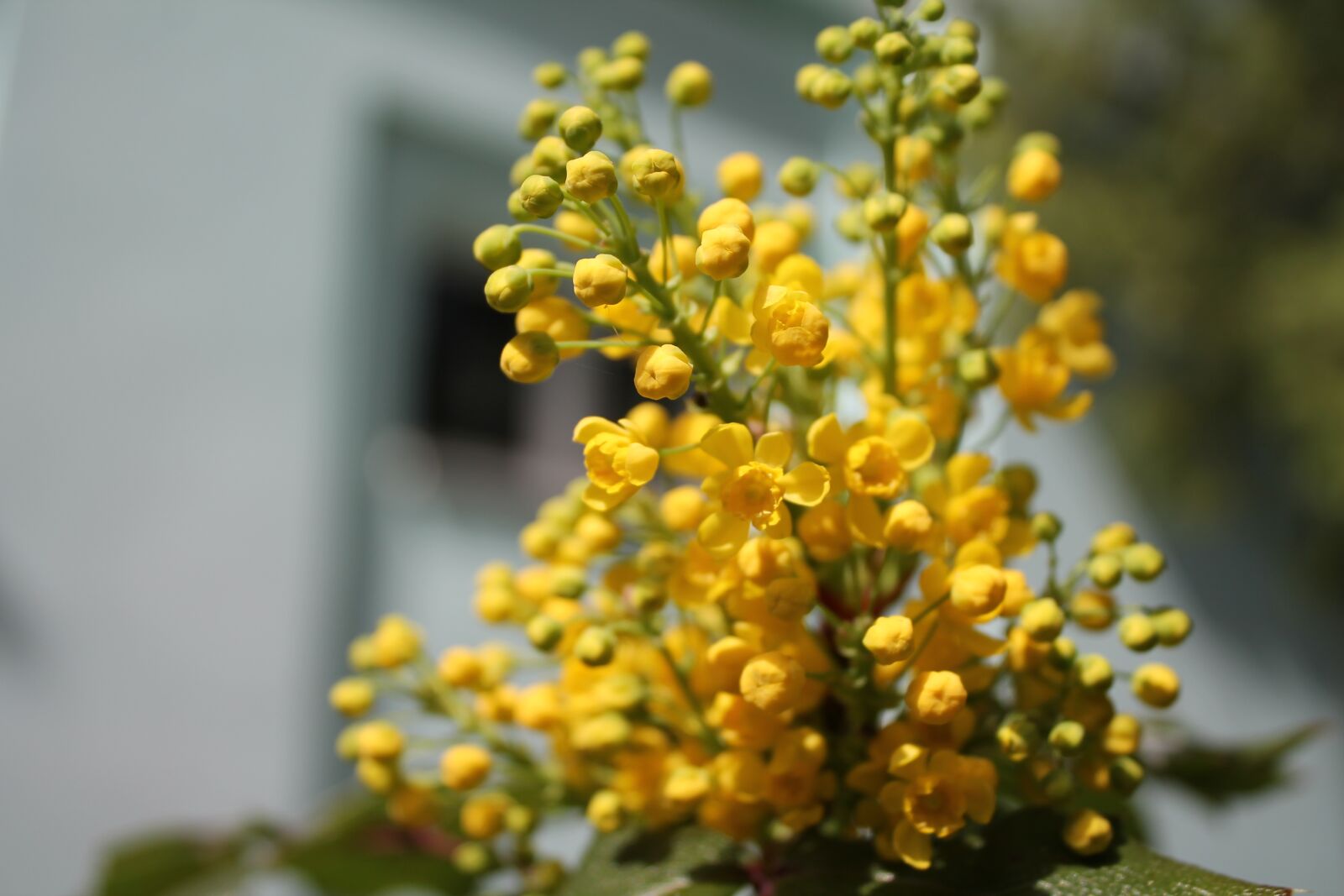 Canon EOS 1100D (EOS Rebel T3 / EOS Kiss X50) sample photo. Flower, nature, plant photography