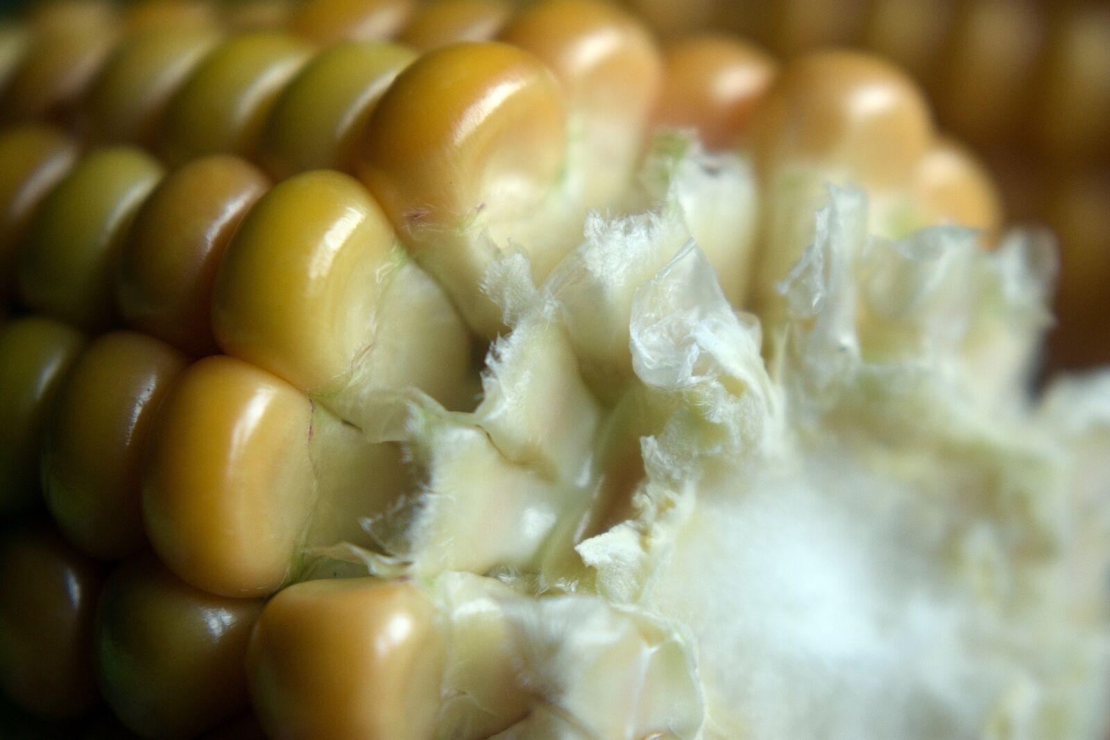Nikon D3400 sample photo. Corn, field, agriculture photography