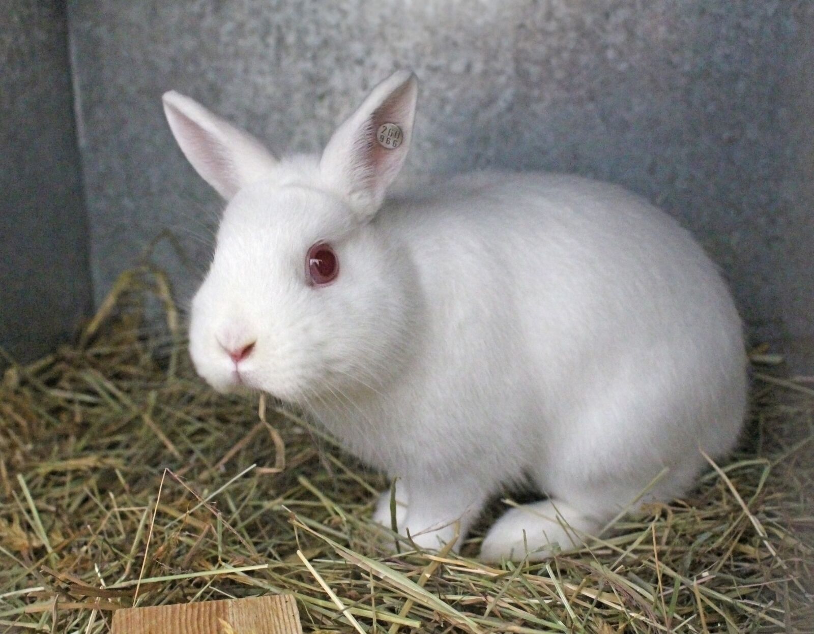 Canon EOS 100D (EOS Rebel SL1 / EOS Kiss X7) sample photo. Rabbit, hare, cute photography