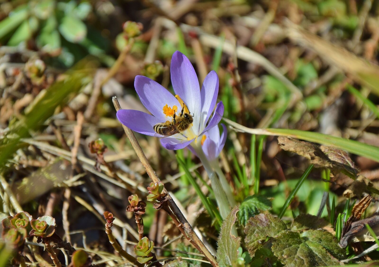 Nikon D5300 sample photo. Crocus, bee, korkus bee photography