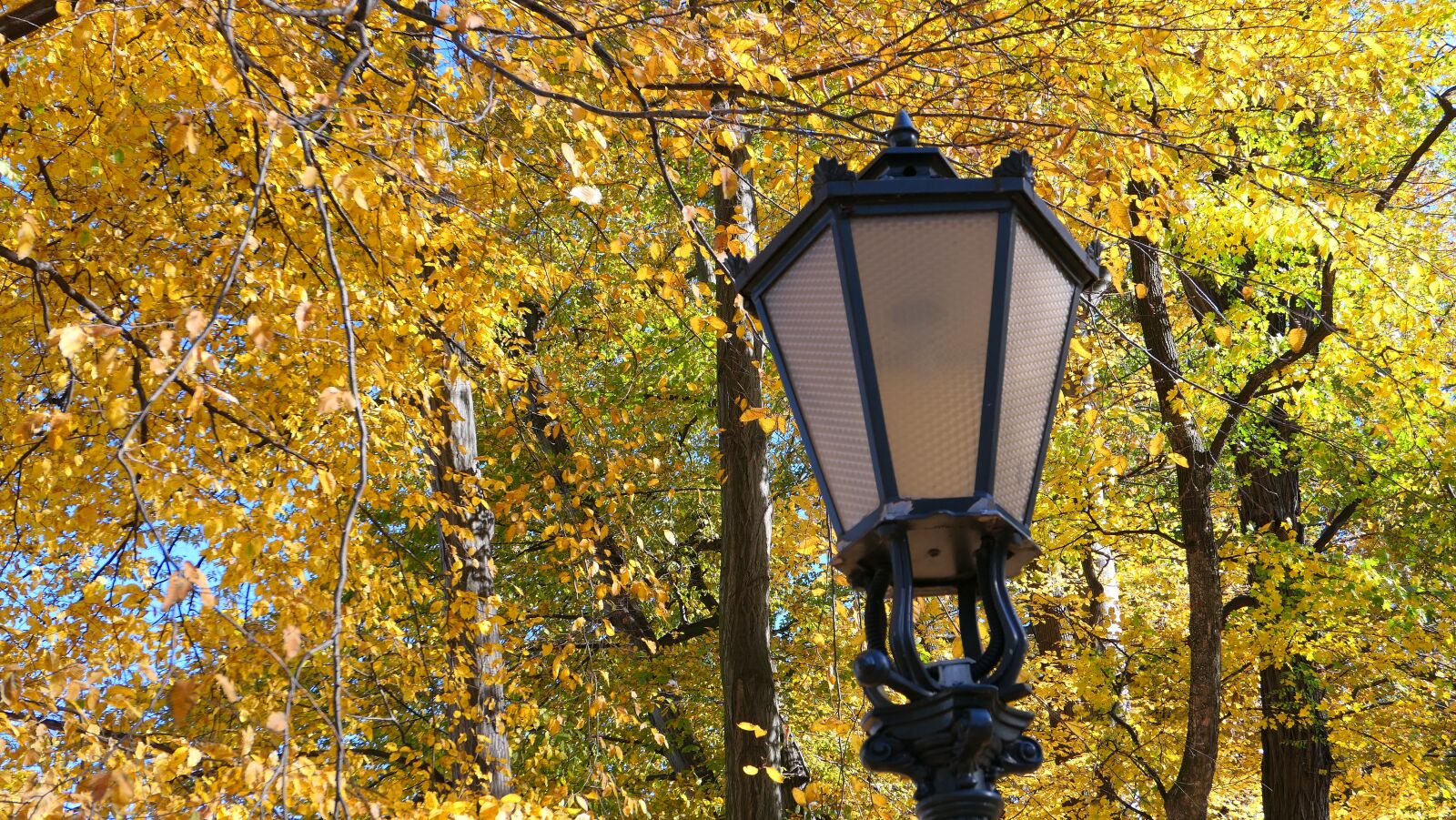 Panasonic Lumix DMC-LX10 (Lumix DMC-LX15) sample photo. Replacement lamp, park, autumn photography