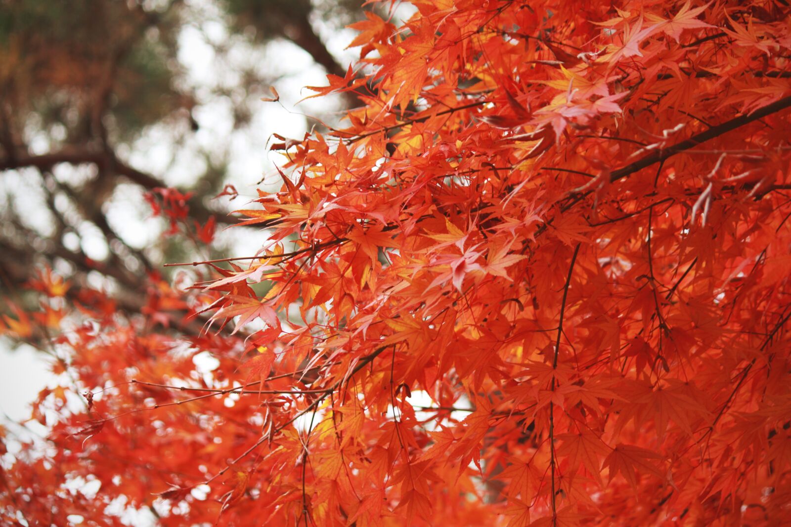Canon EOS 600D (Rebel EOS T3i / EOS Kiss X5) + Canon EF-S 55-250mm F4-5.6 IS sample photo. Autumn leaves, autumn, nature photography