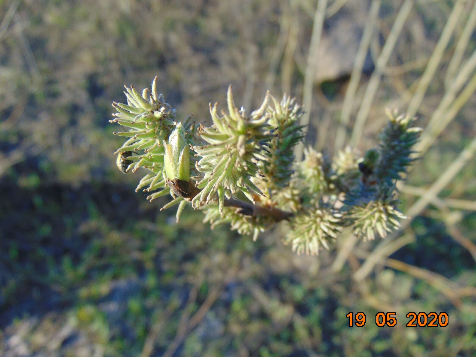 Sony Cyber-shot DSC-H300 sample photo. Branch, bud, escape photography