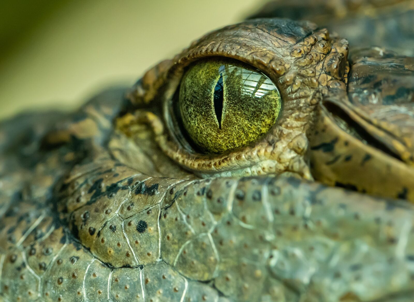 Nikon D850 sample photo. Crocodile, eye, detail photography