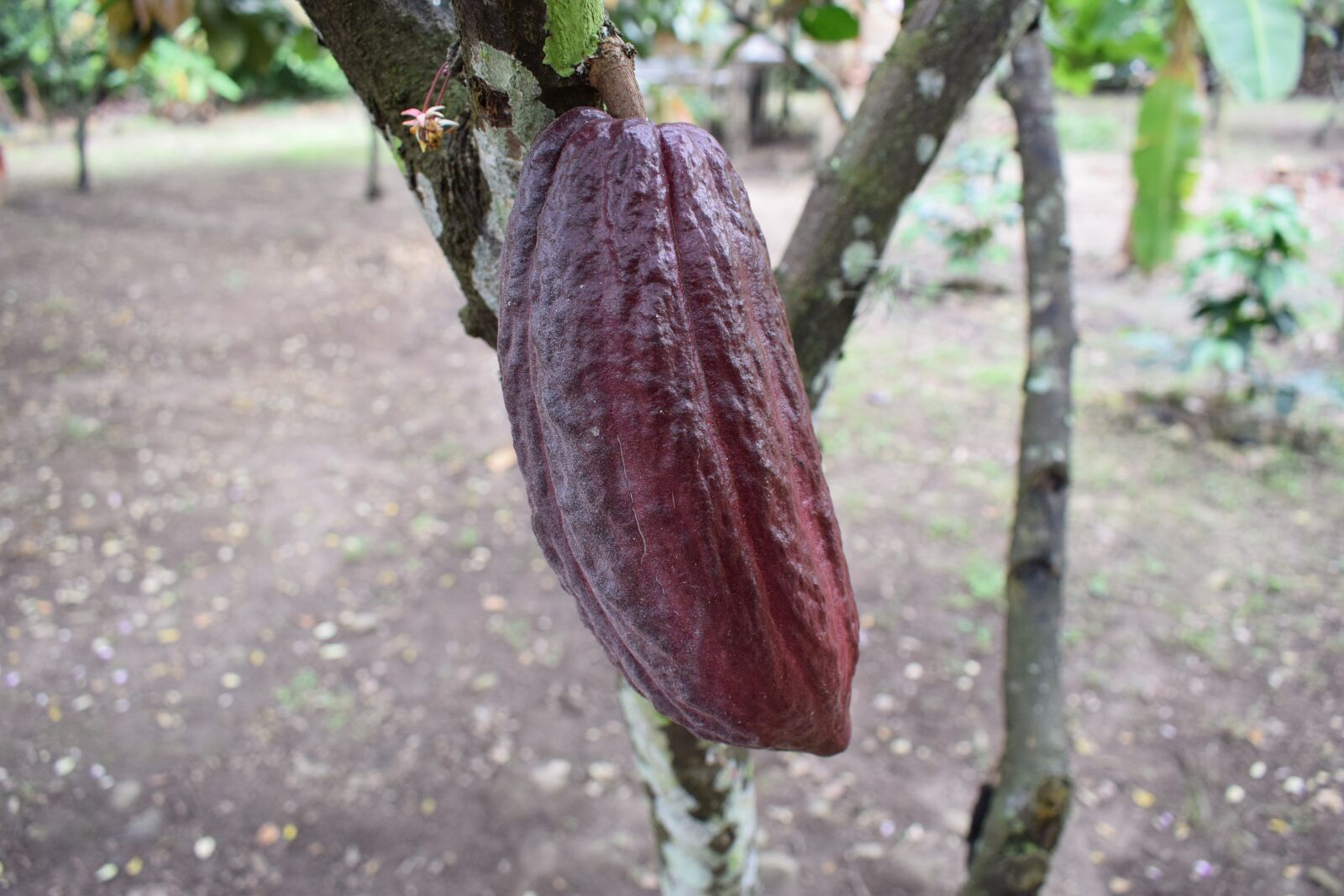 Nikon D5300 sample photo. Colombia, cocoa, fruit photography