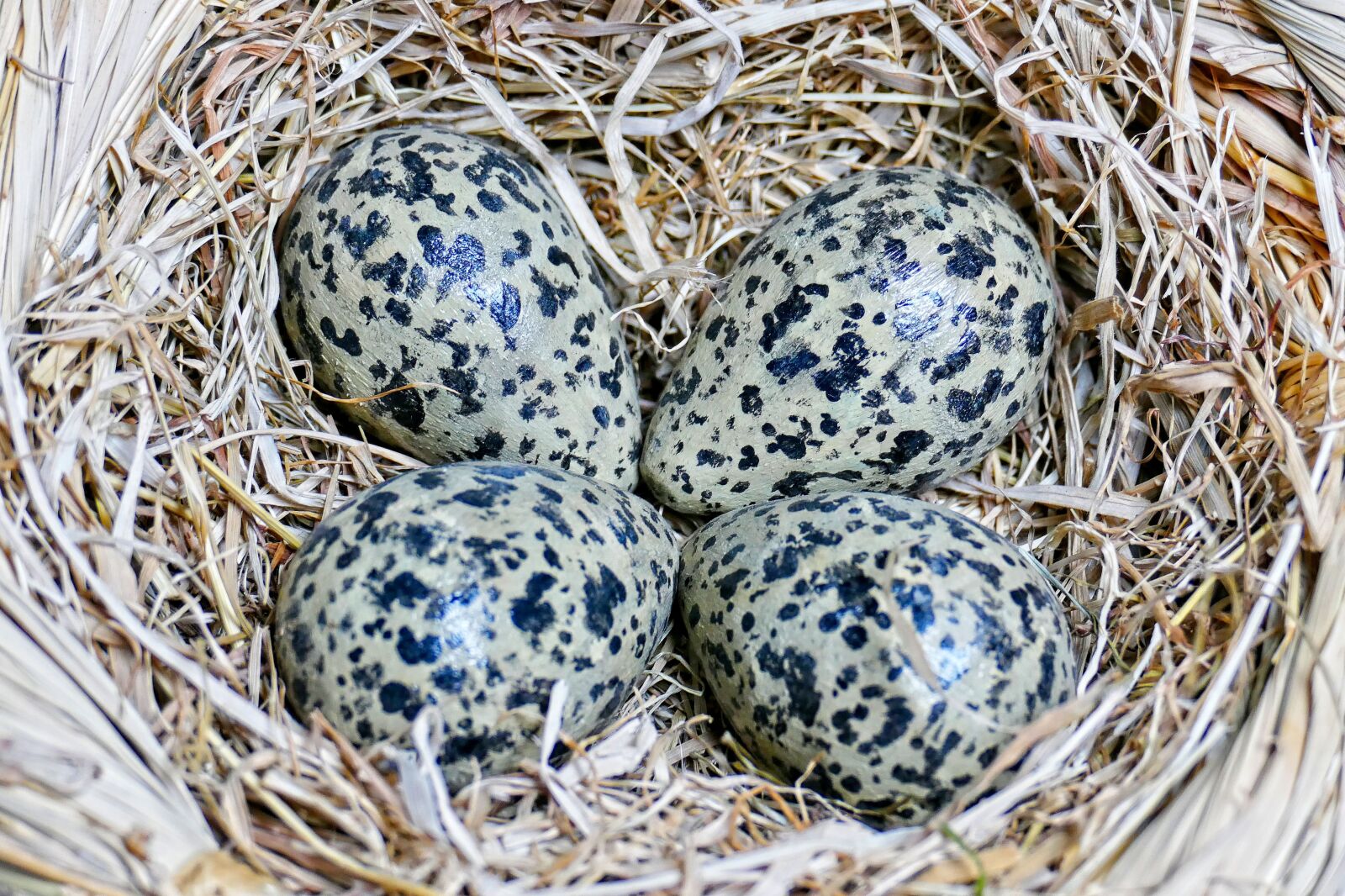 Panasonic Lumix DMC-FZ1000 sample photo. Eggs, the nest kievitseieren photography